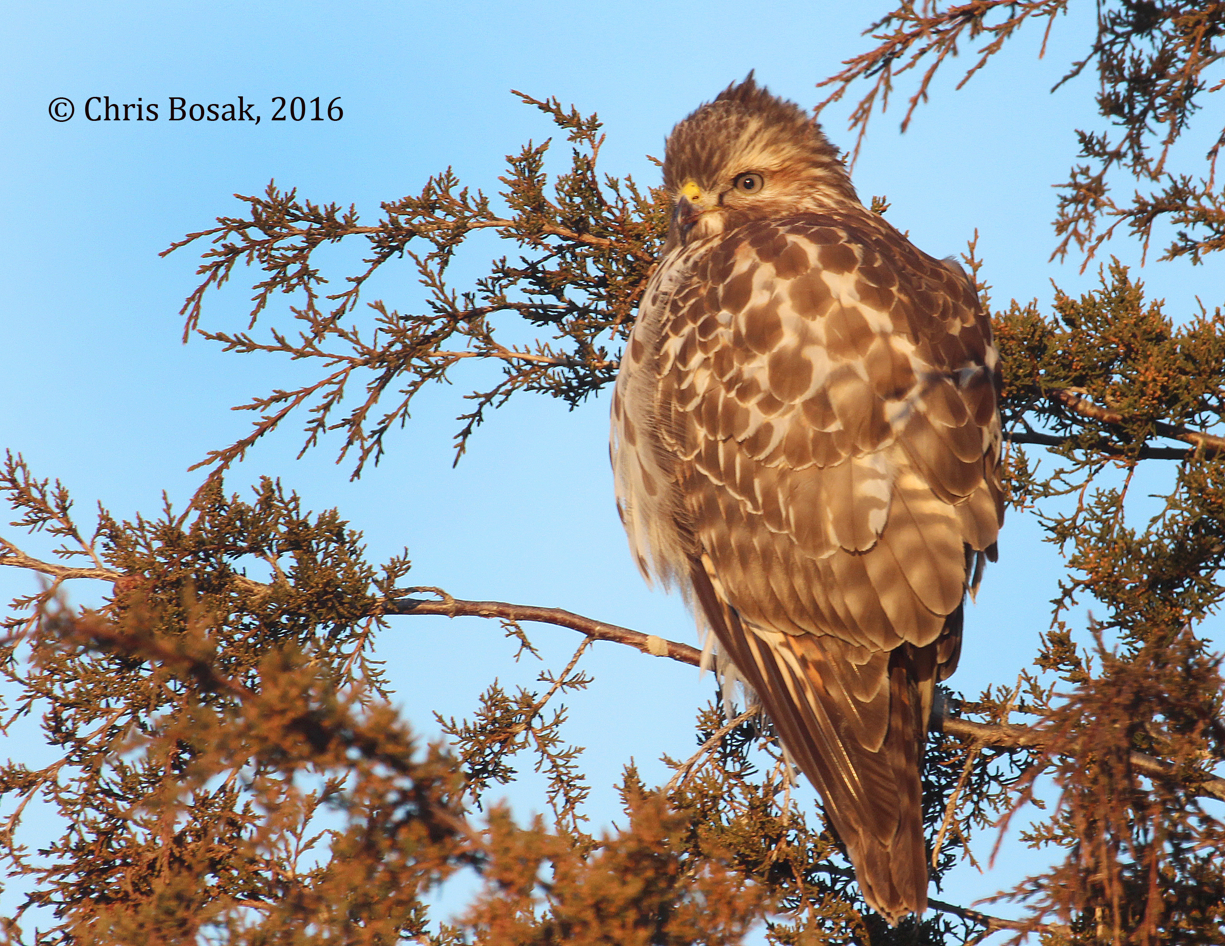 red-tailed hawk | Birds of New England.com
