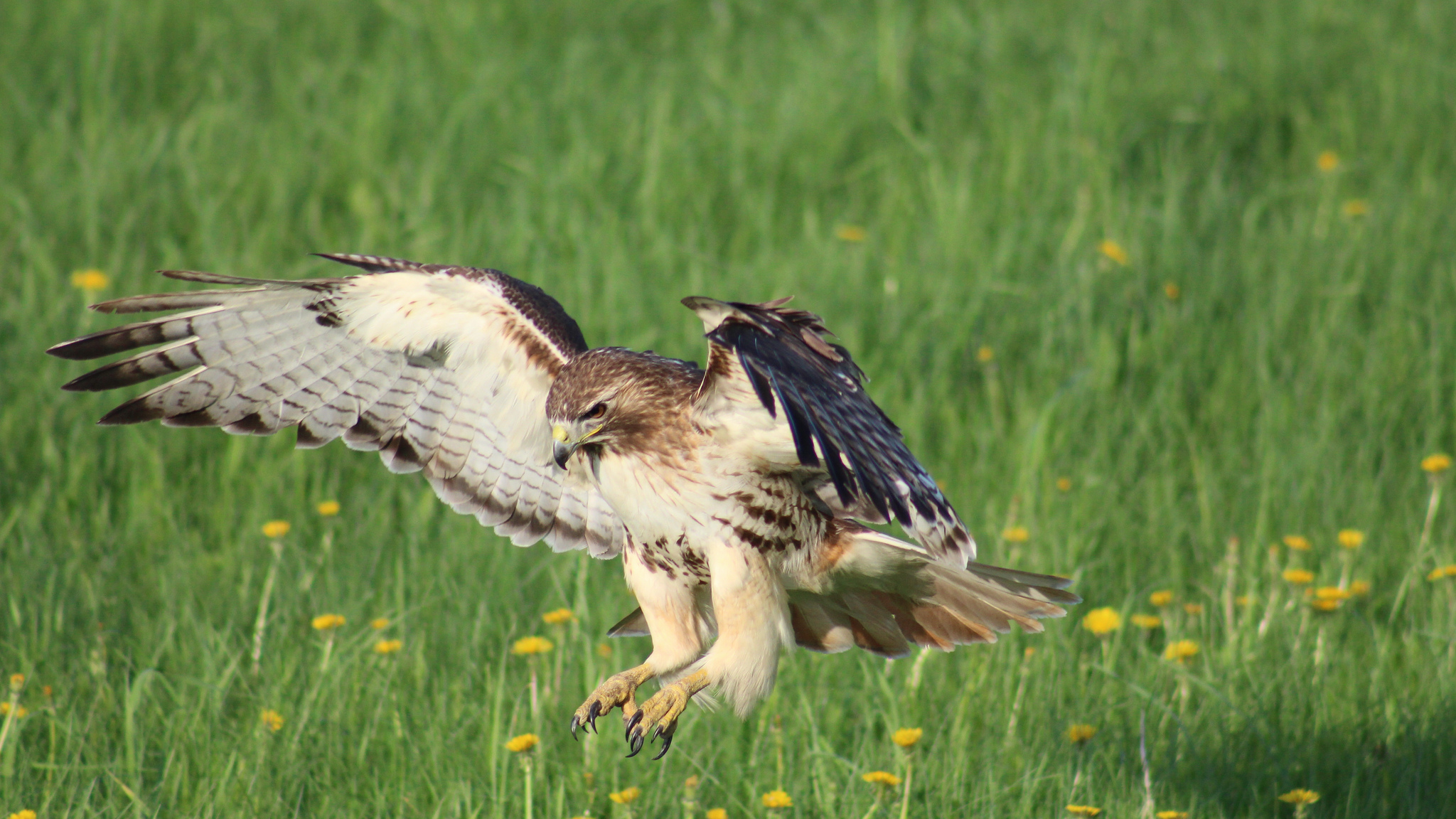 Red-Tailed Hawks - Adaptable Diners | BirdNote