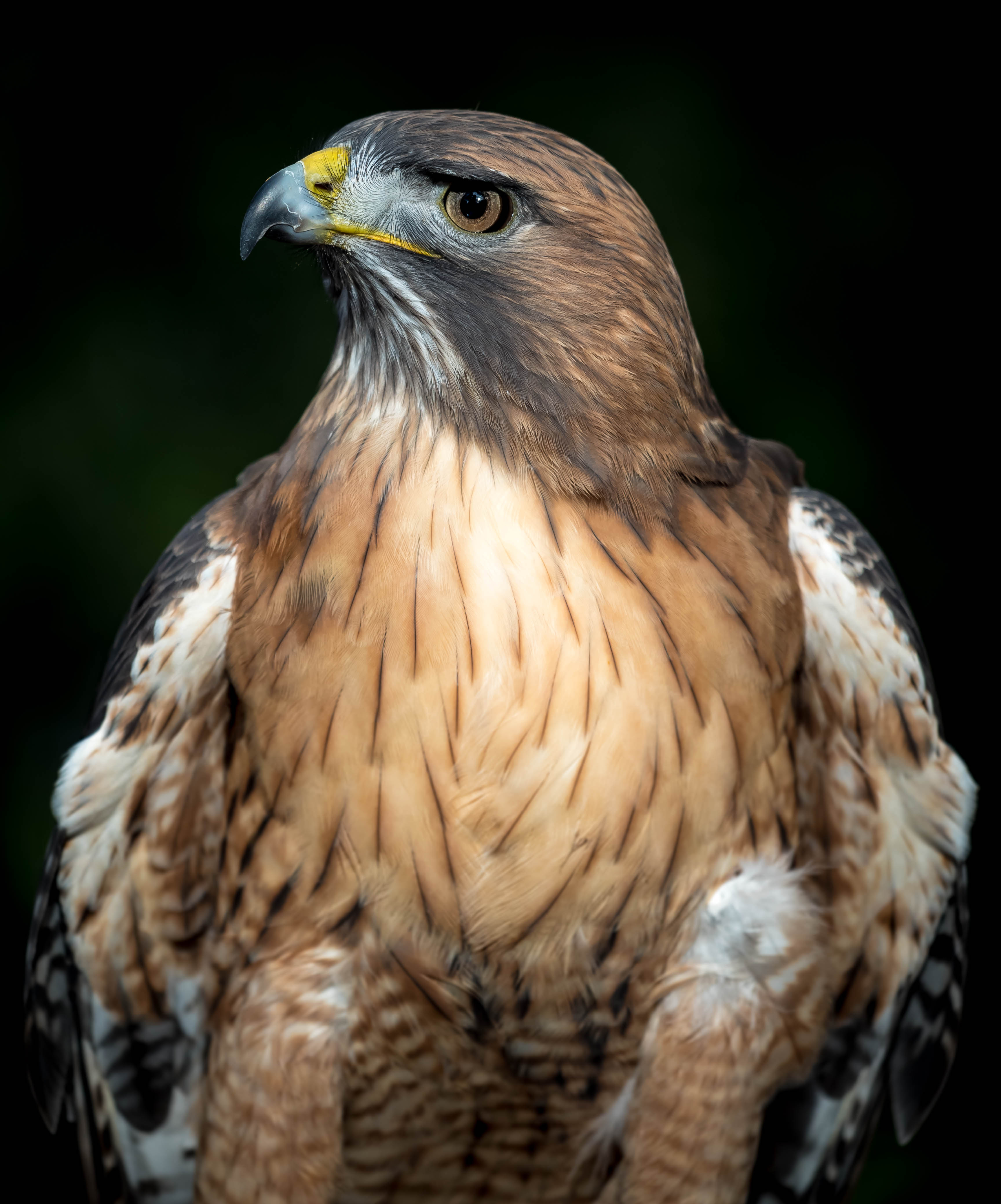 JACK: red-tailed hawk | California Raptor Center