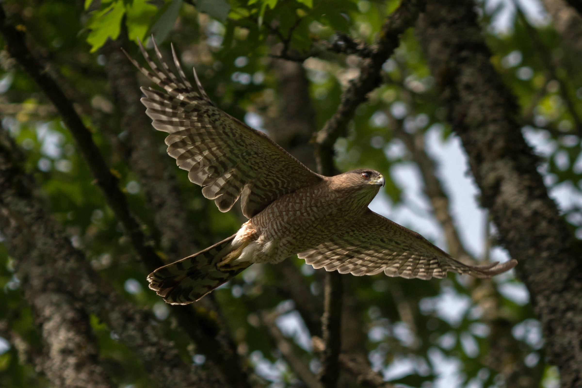 Lessons about Seattle from the Cooper's hawk | Crosscut