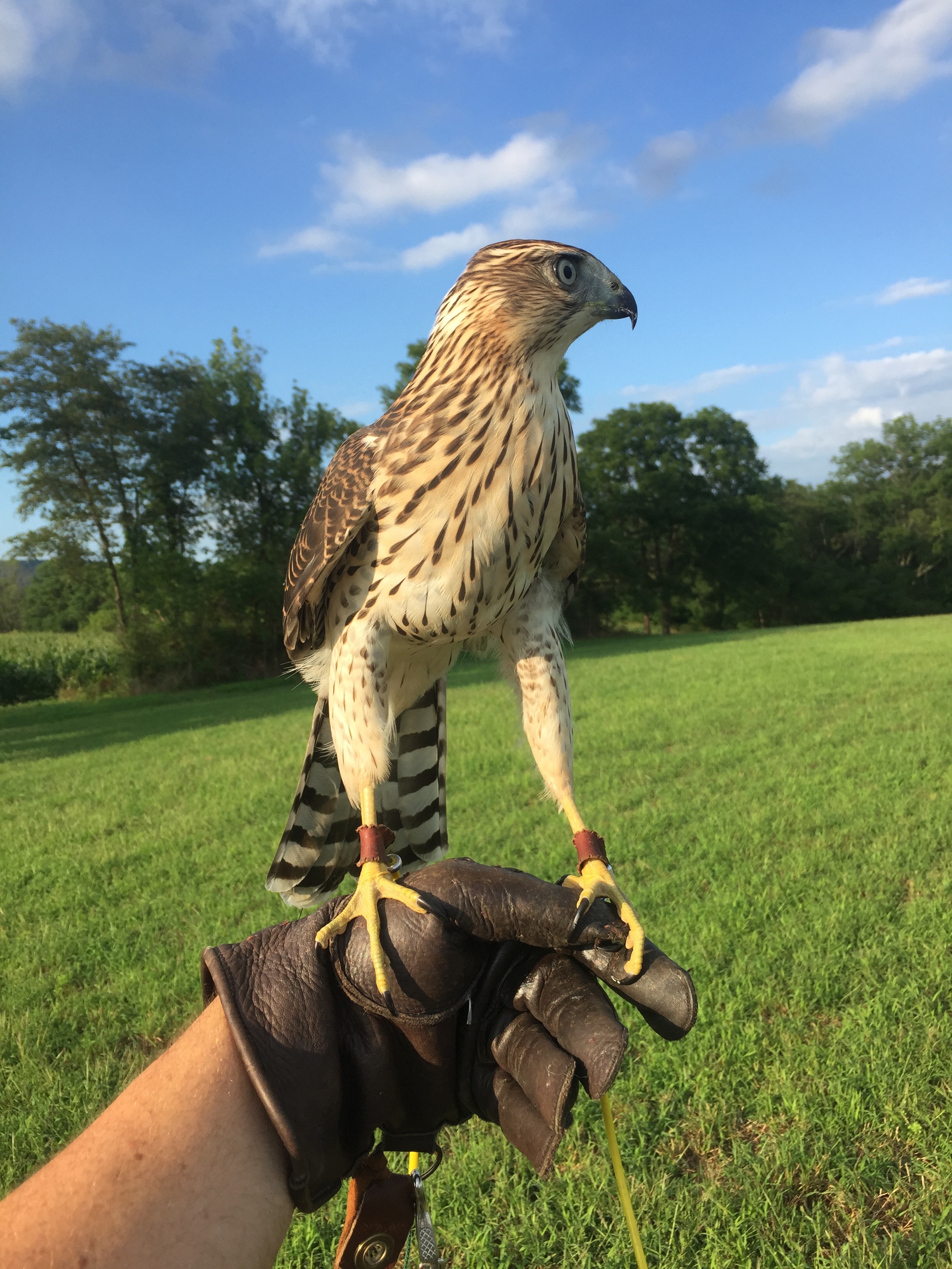 Coopers' Hawk – The Falconer's Apprentice