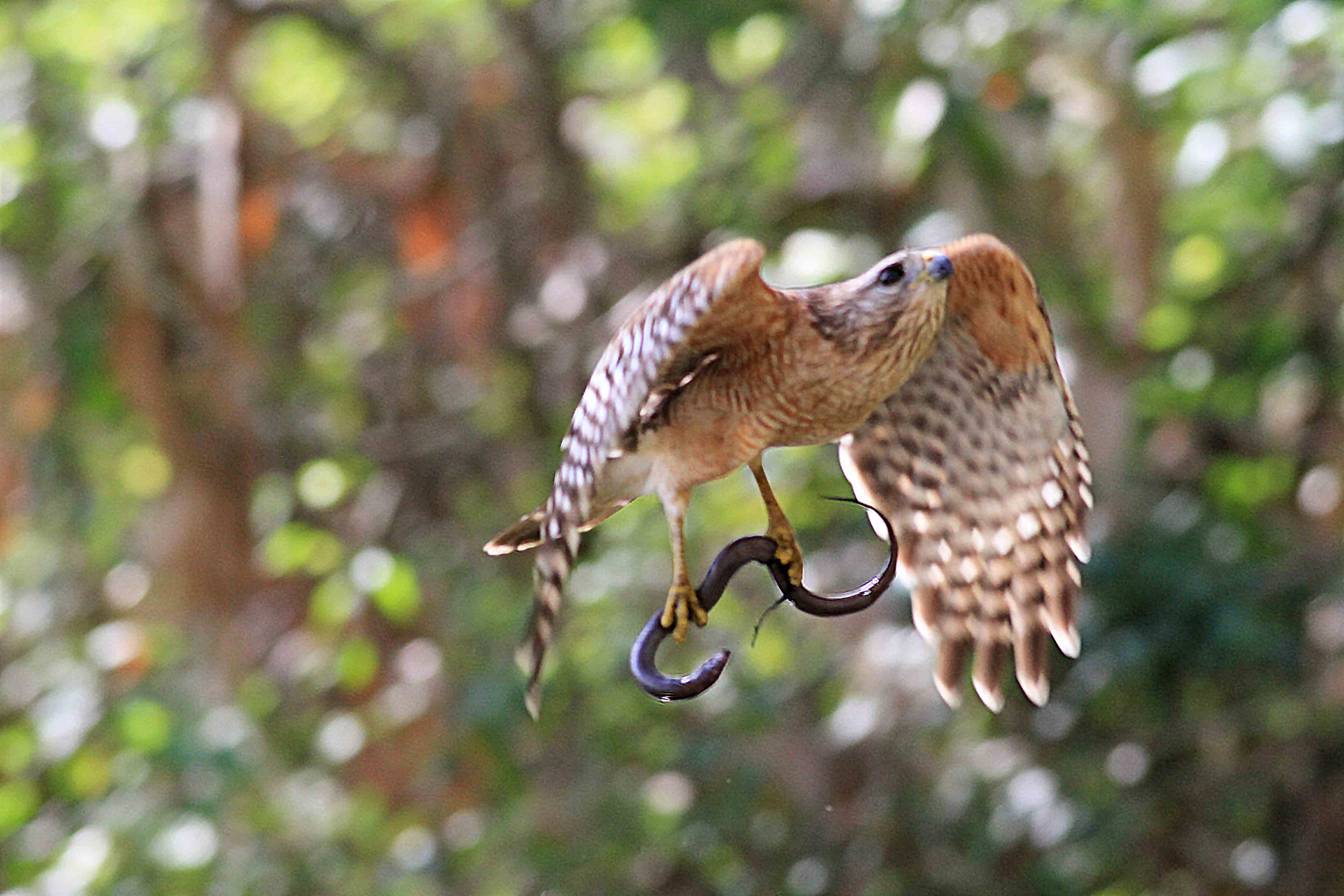 Food Fight! White Ibis vs. Red-shouldered Hawk - Birding Pictures
