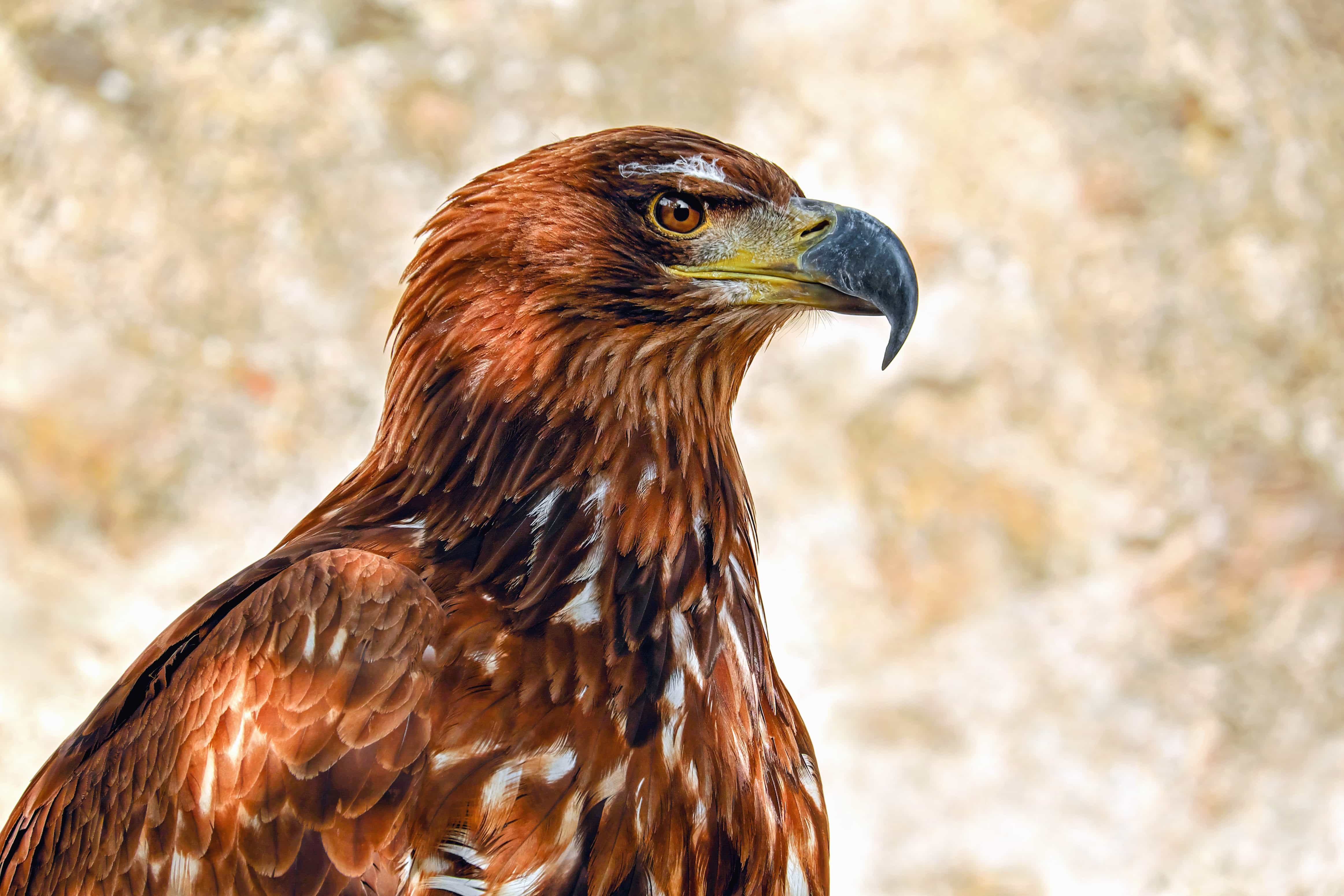 Hawks falcons free images, public domain images