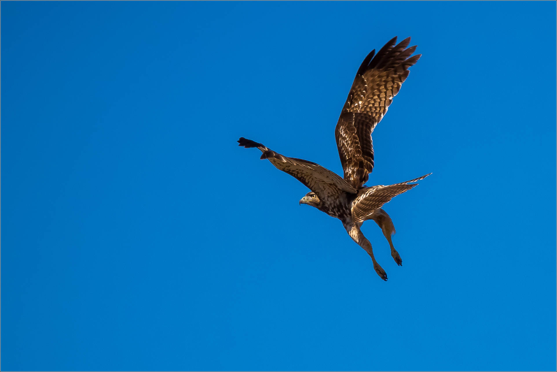 Red-tailed hawk | Christopher Martin Photography