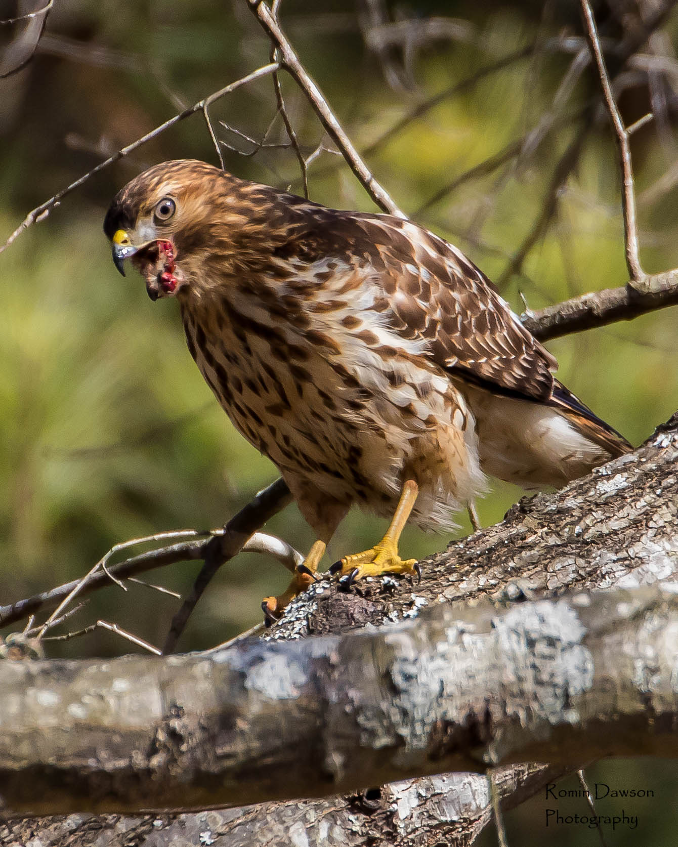 Be on the lookout for Hawks | Wild Intelligence