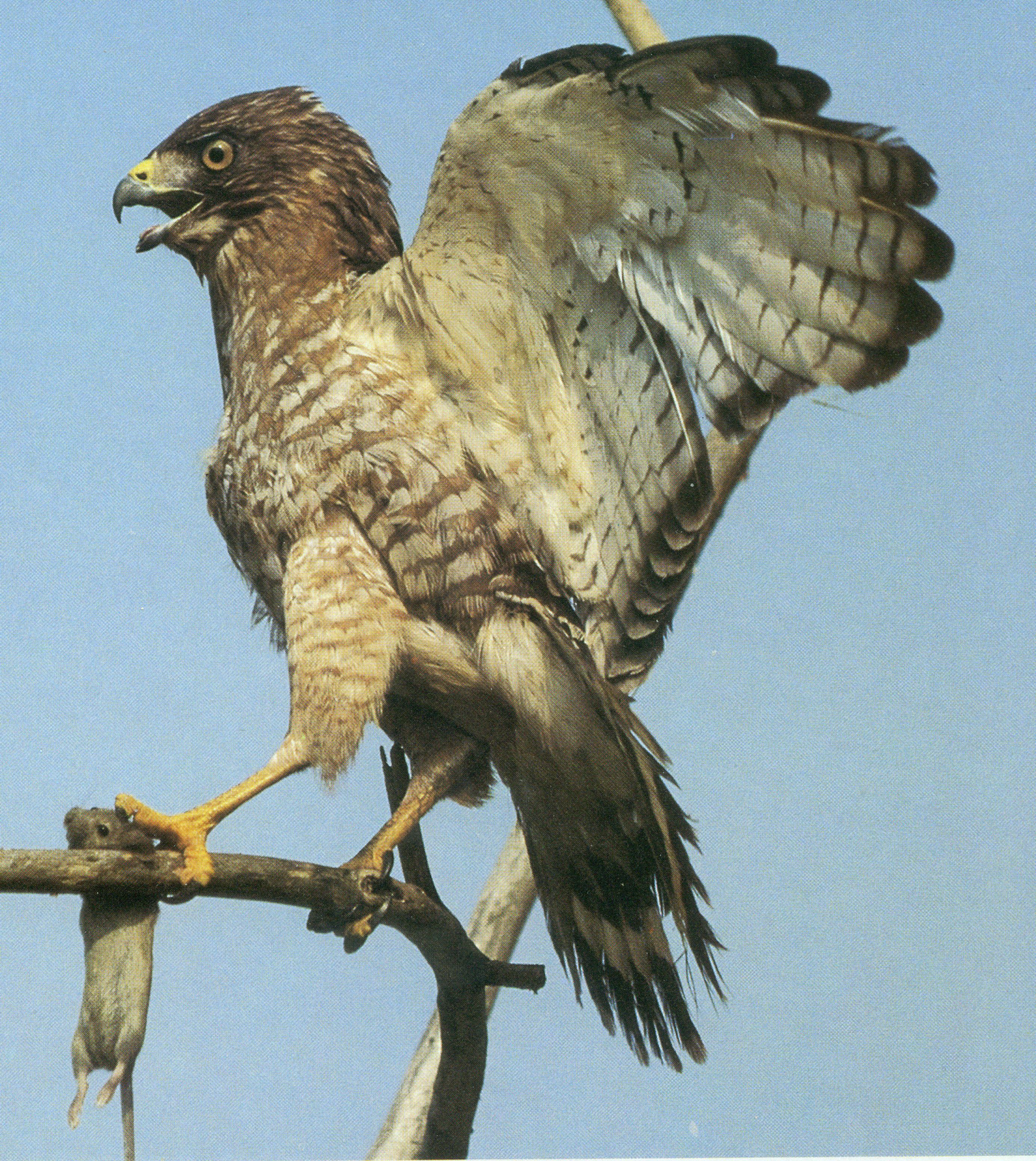 BROAD-WINGED HAWK | The Texas Breeding Bird Atlas