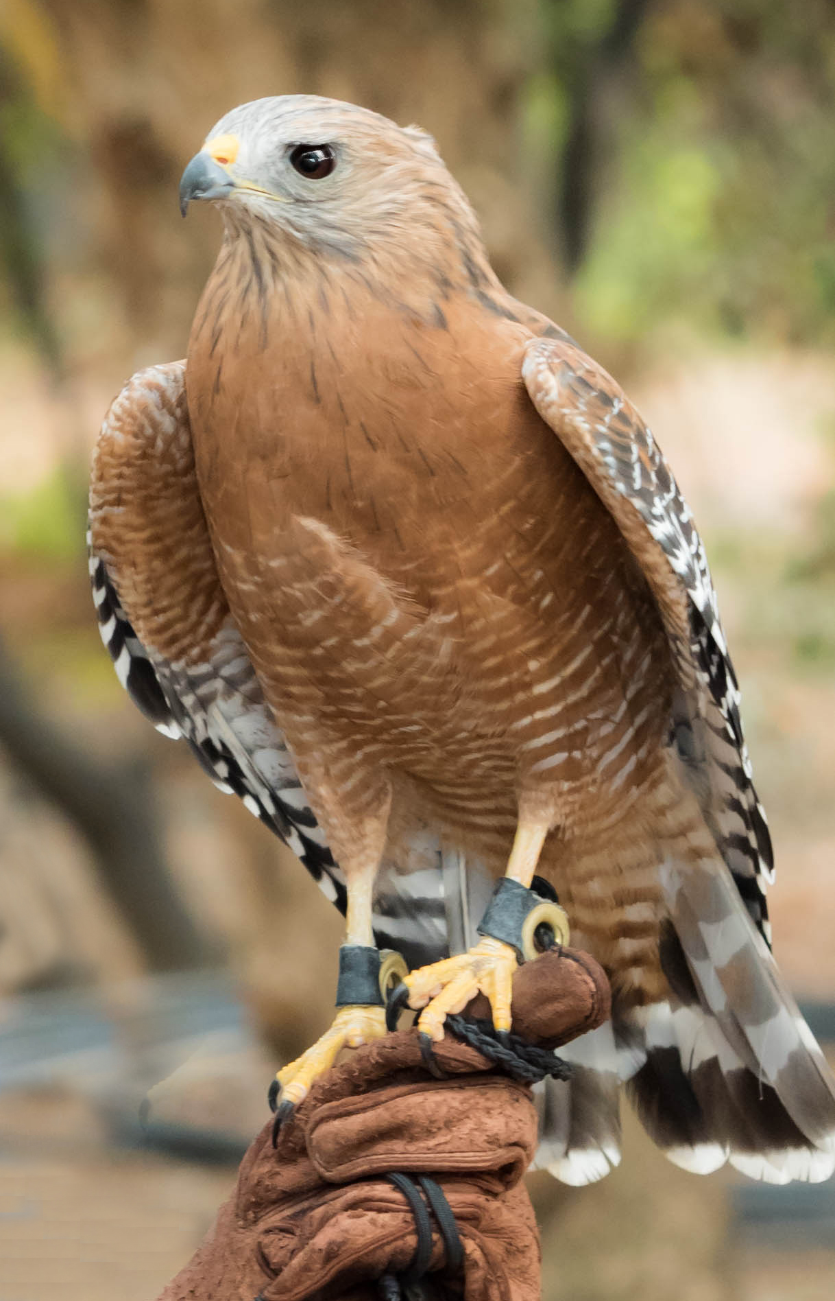 MIKEY: red-shouldered hawk | California Raptor Center