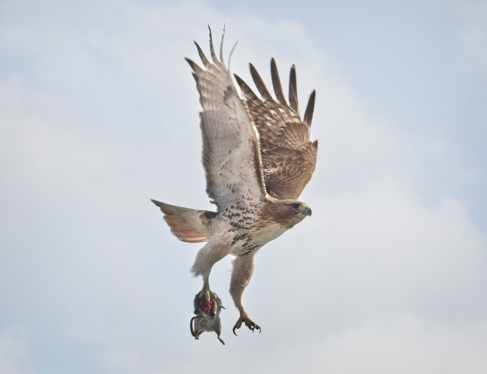Laura Goggin Photography: Introducing the new female hawk of ...