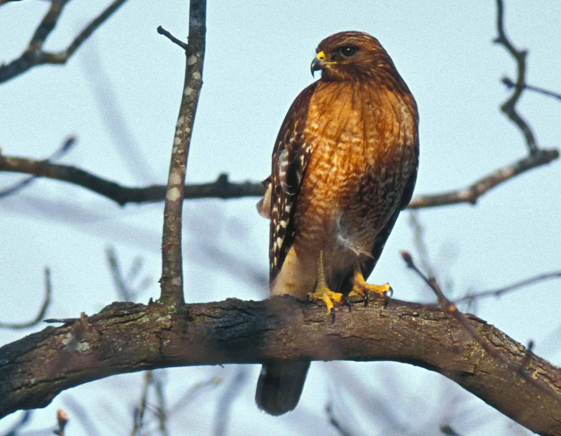 Red-Shouldered Hawk | MDC Discover Nature
