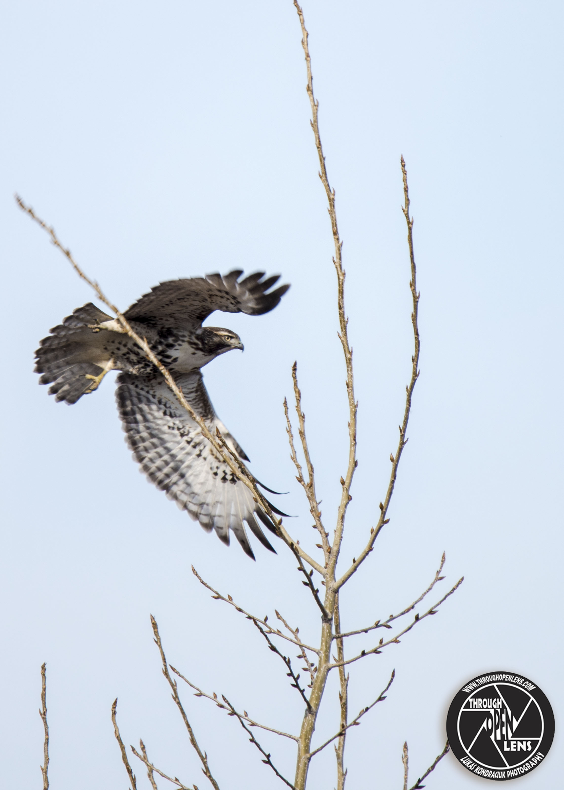 Red-tailed Hawk – Through Open Lens
