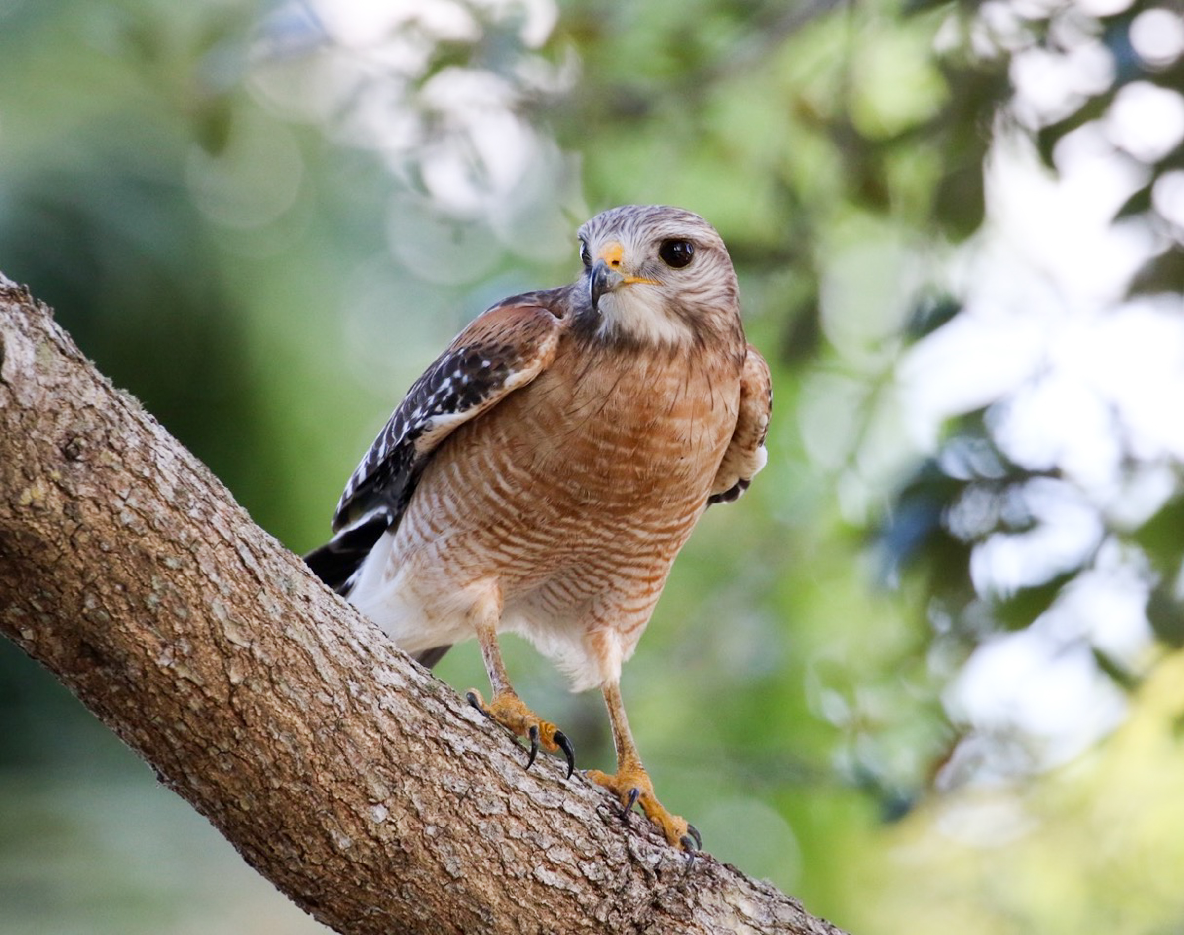 Bird of the Week: Red-shouldered Hawk | Travis Audubon