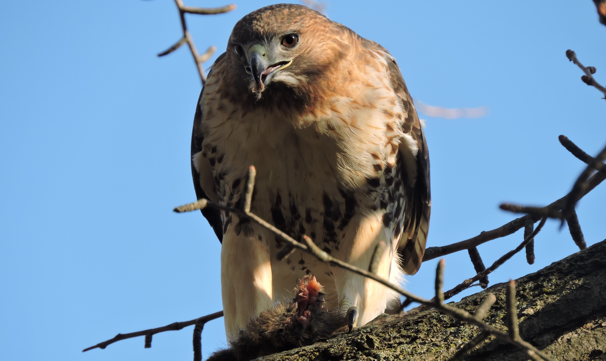 Where Can You Find Sheepshead Bay's Red-Tailed Hawks? - BKLYNER