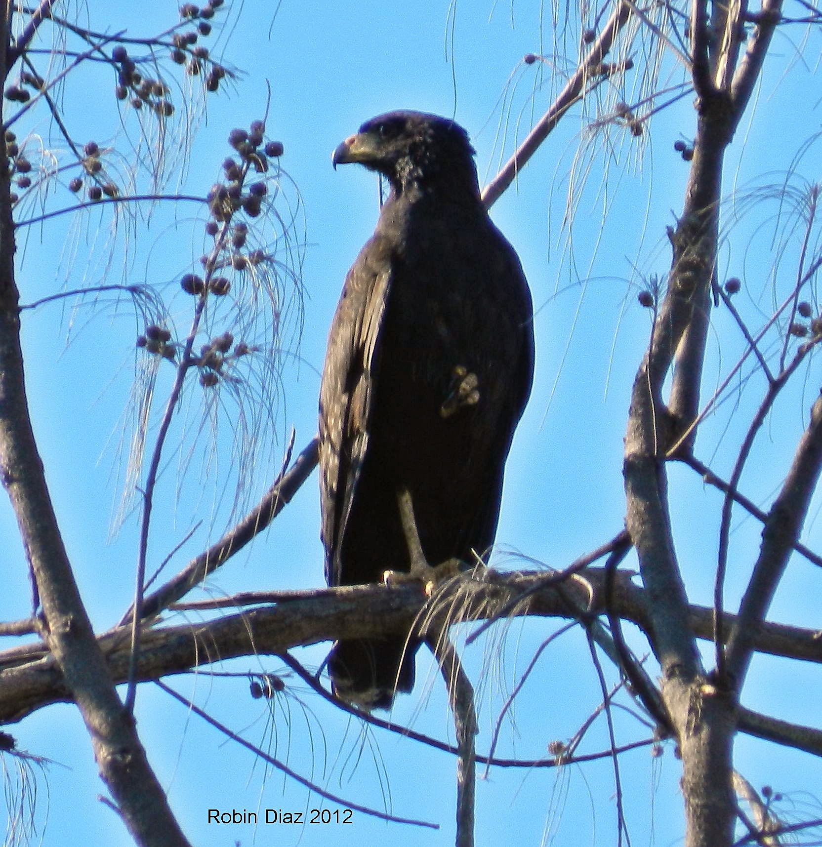 Virginia Key Great Black-Hawk - Tropical Audubon Society