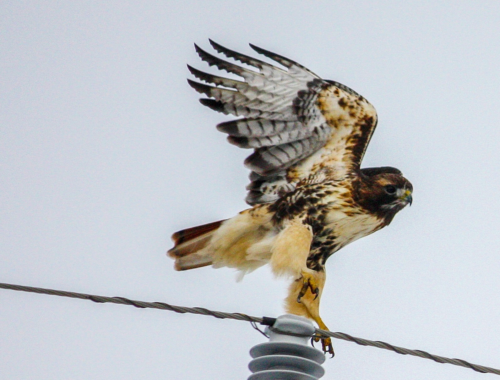 Oakland County's Highway Patrol: Red-Tailed Hawks – Oakland County Blog