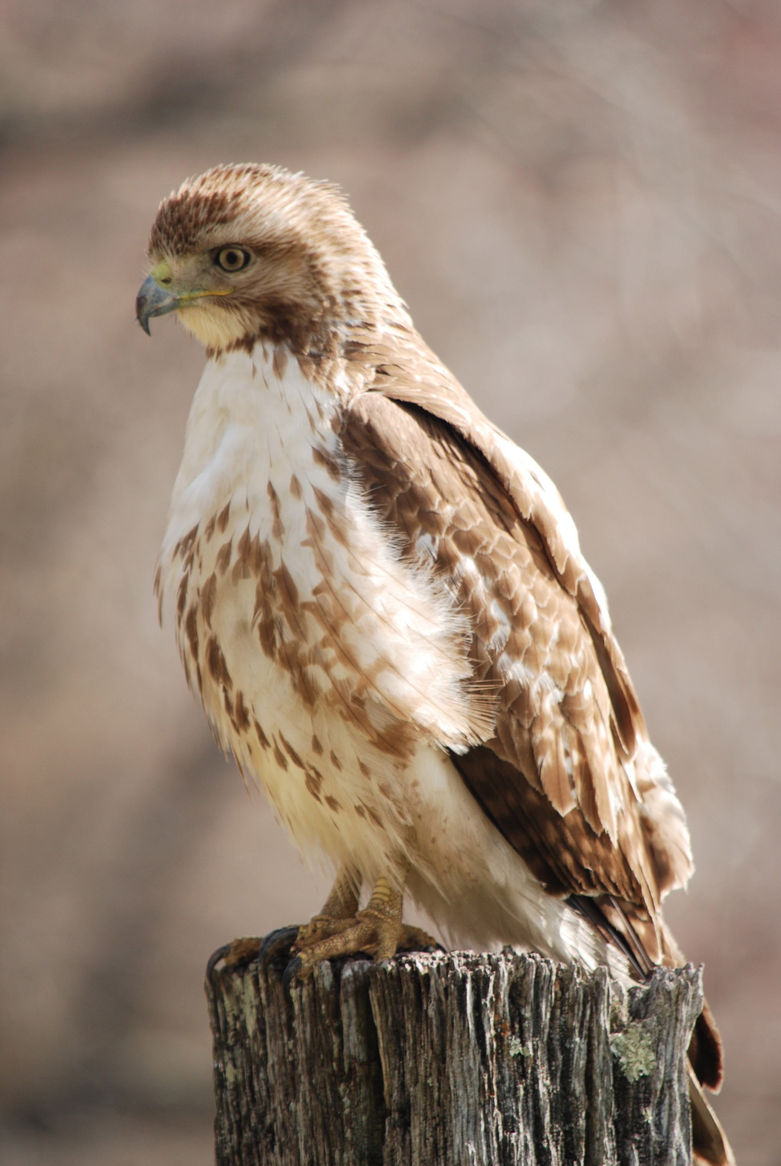 this hawk is an eastern bird | Peter Follansbee, joiner's notes