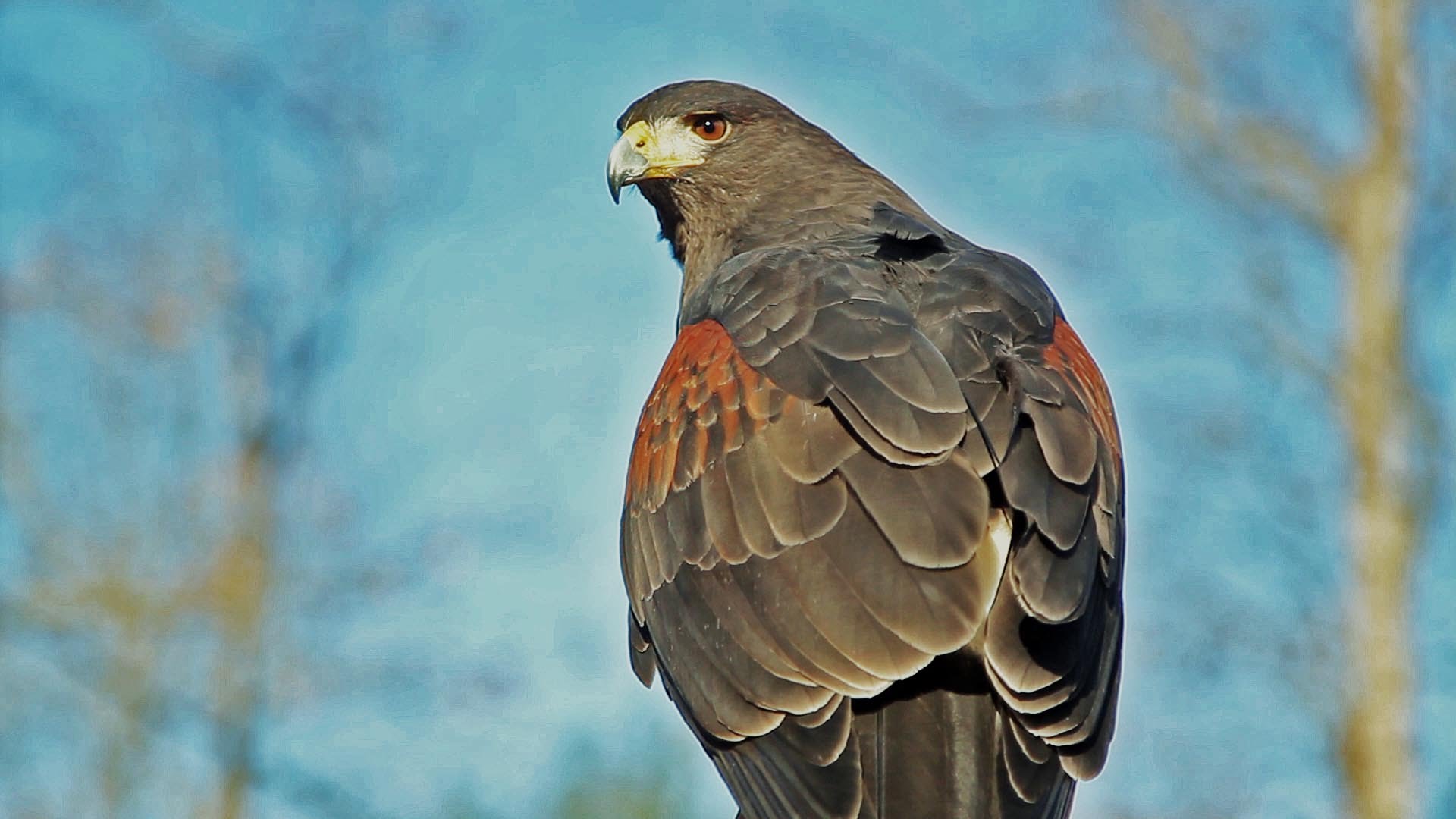Falconry with Four Harris's Hawks - YouTube