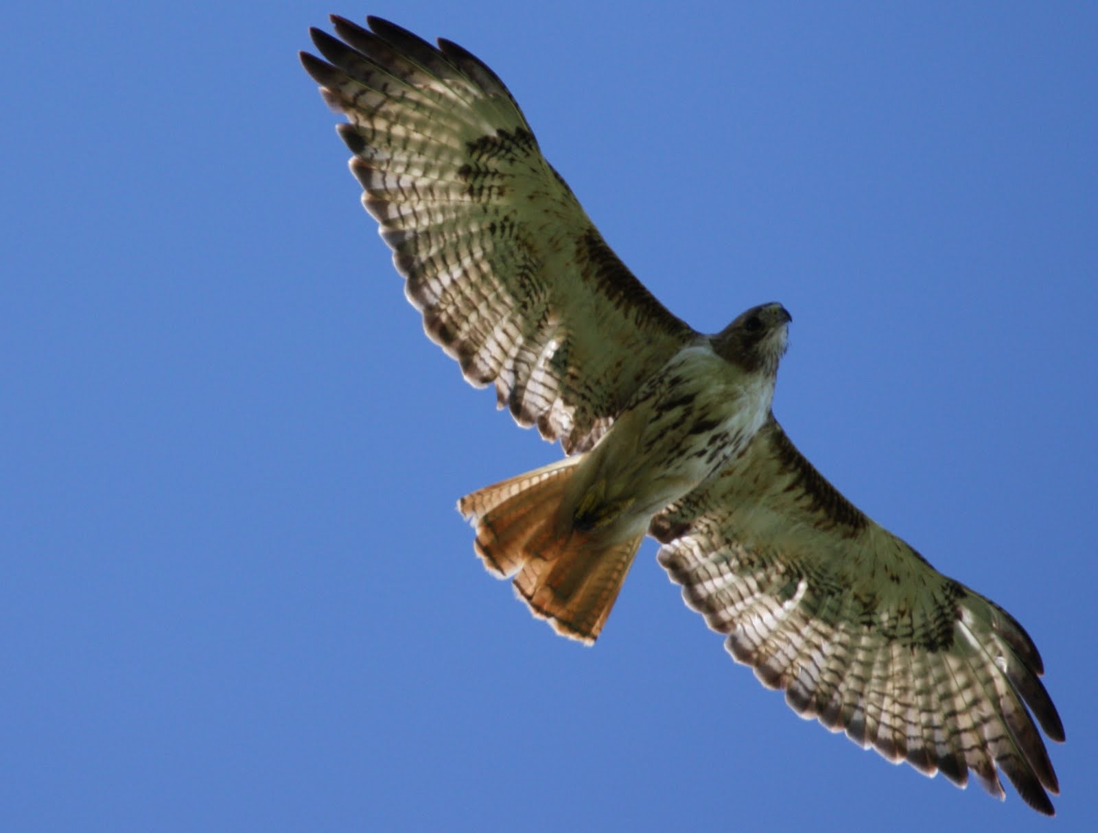 Trevor Herriot's Grass Notes: Red-tailed hawks on the move