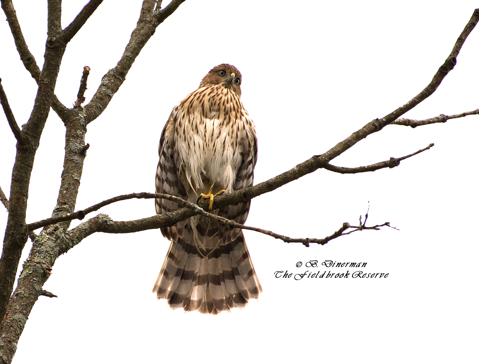 The Fieldbrook Reserve - Birds of a Feather - Hawks
