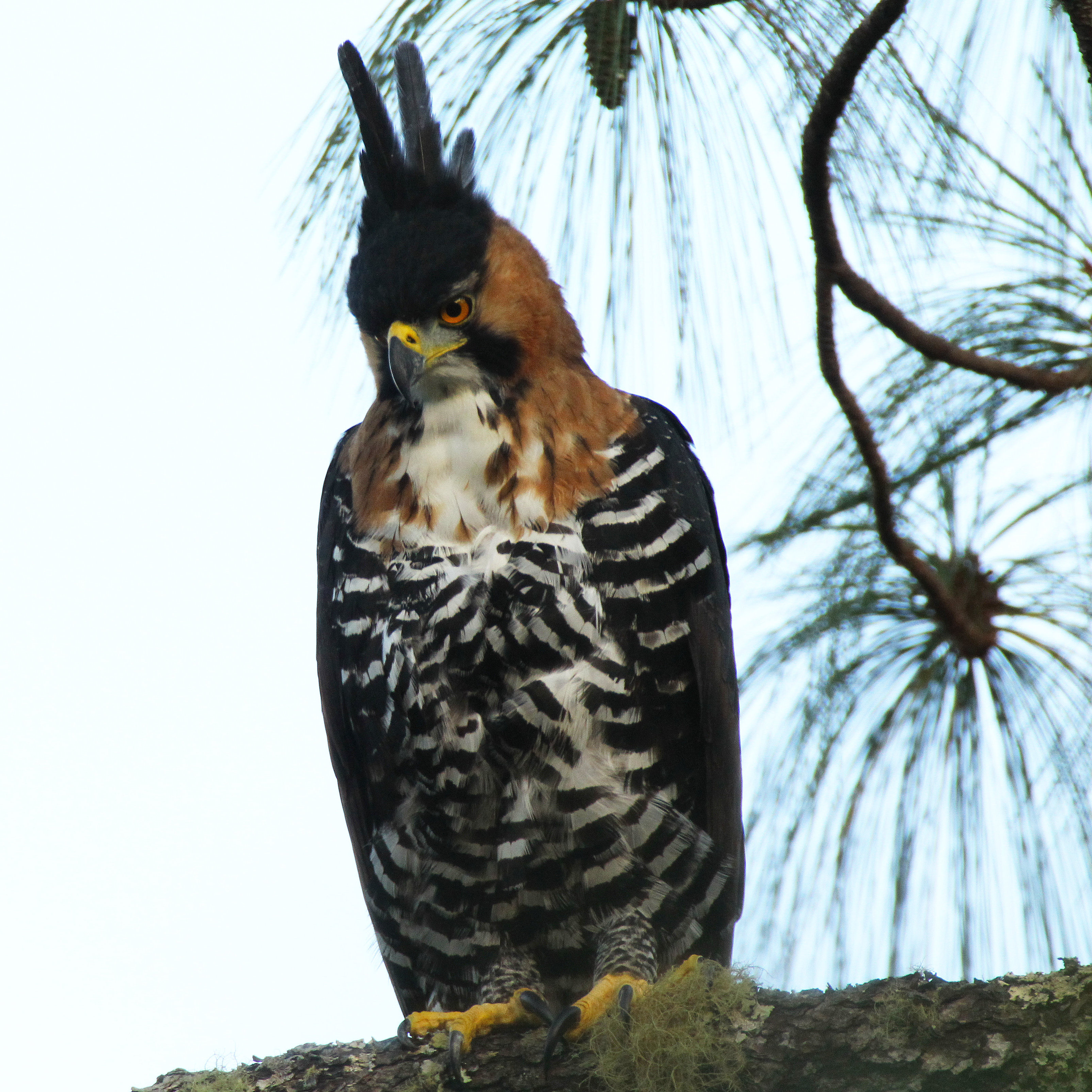 Ornate hawk-eagle : Dallas World Aquarium