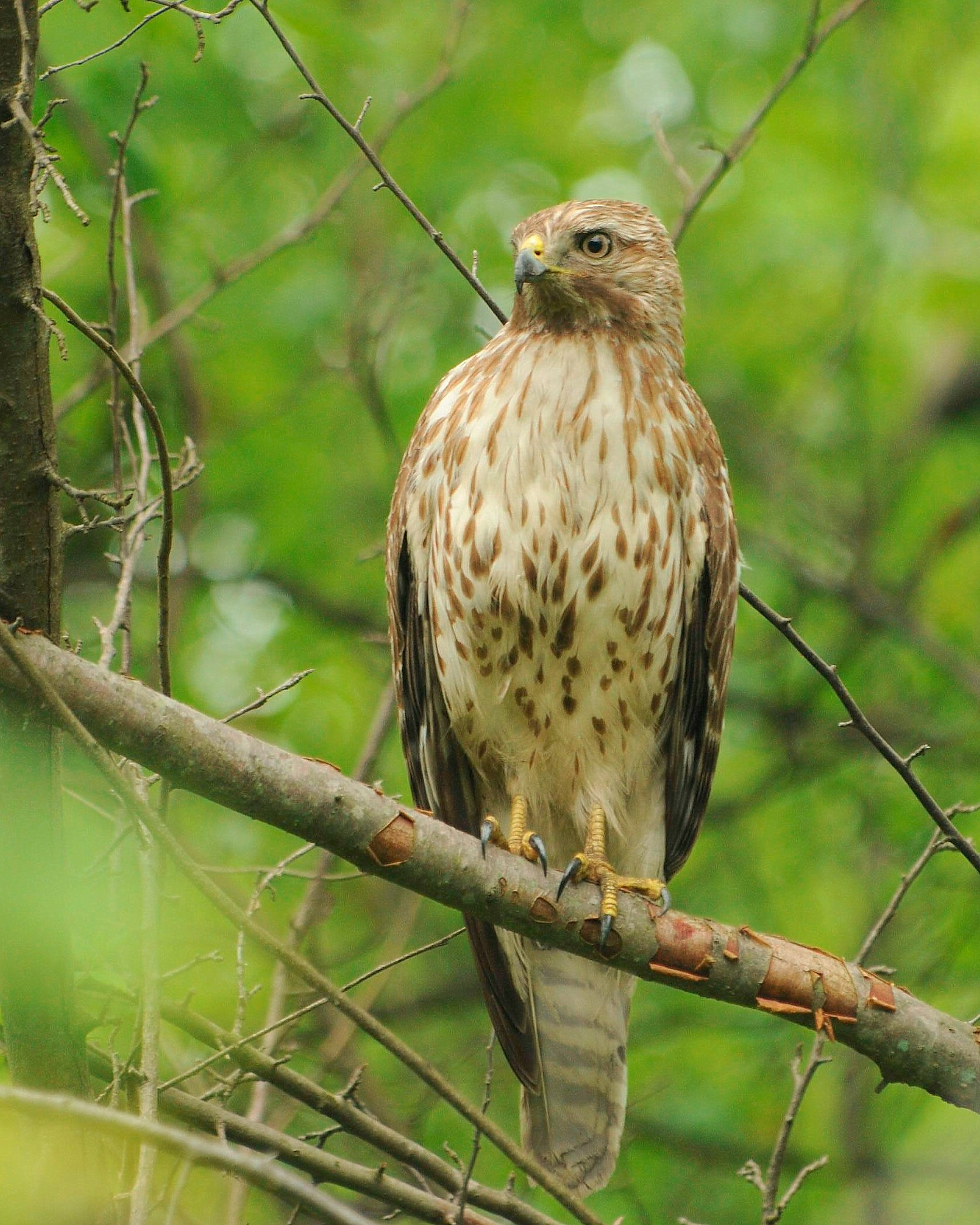 Red-shouldered Hawk | The Nature of Delaware