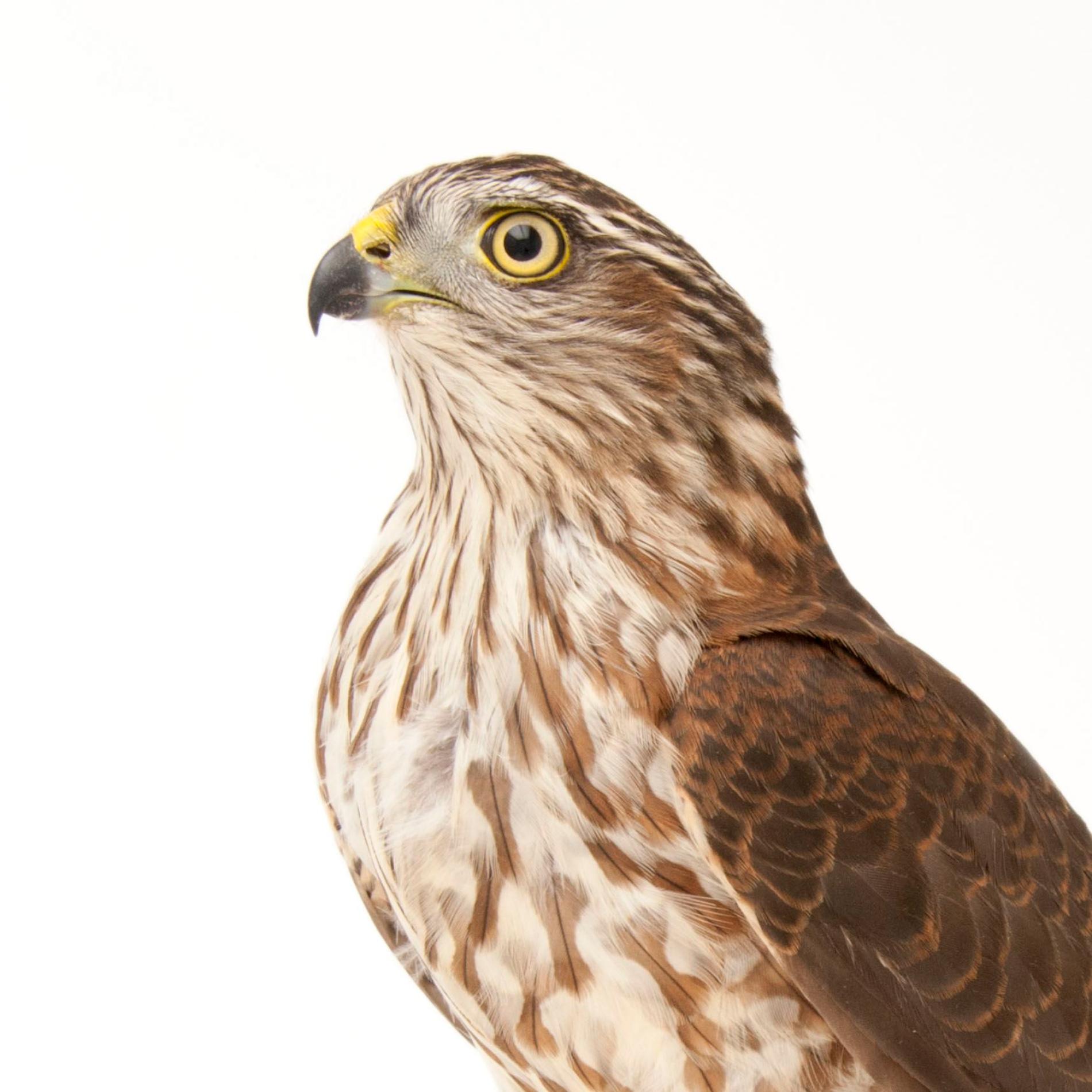 Sharp-Shinned Hawk | National Geographic