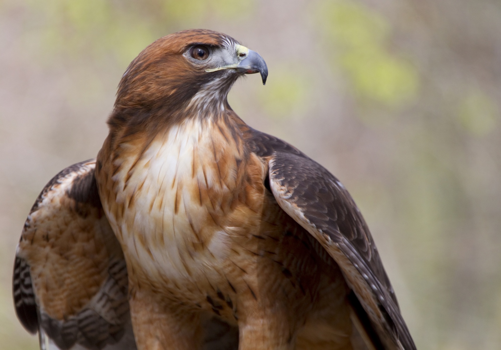 Red-tailed Hawk - Lindsay Wildlife Experience