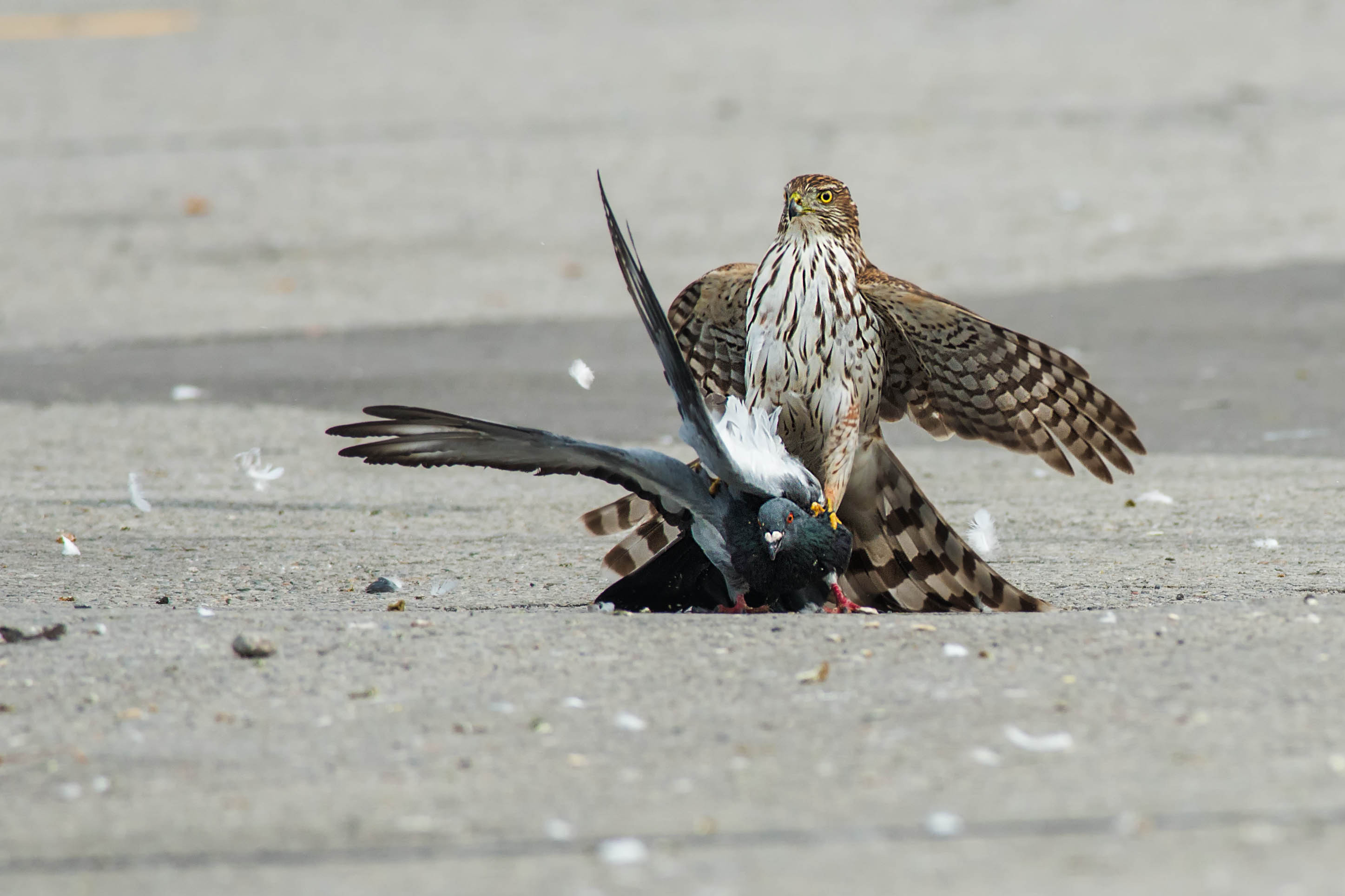 Hungry hawk keeps leaving dead pigeons for disgusted bank staff