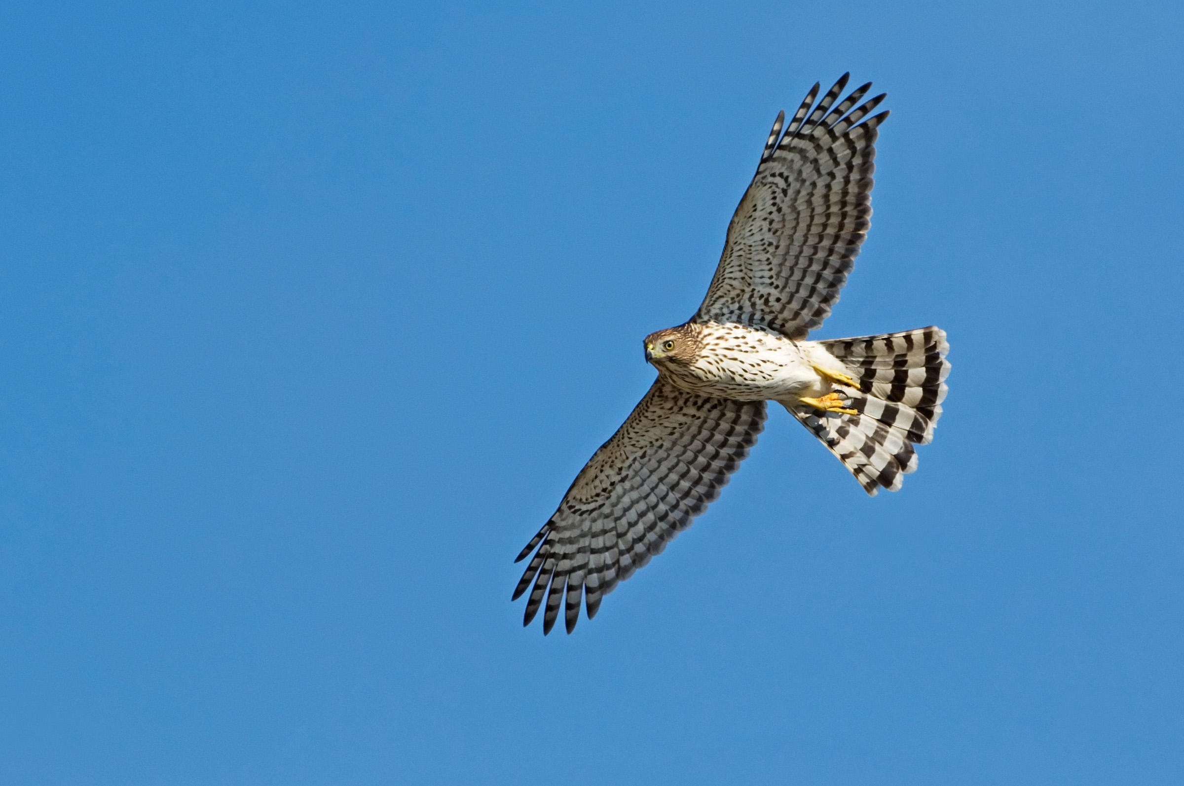 Cooper's Hawk | Audubon Field Guide
