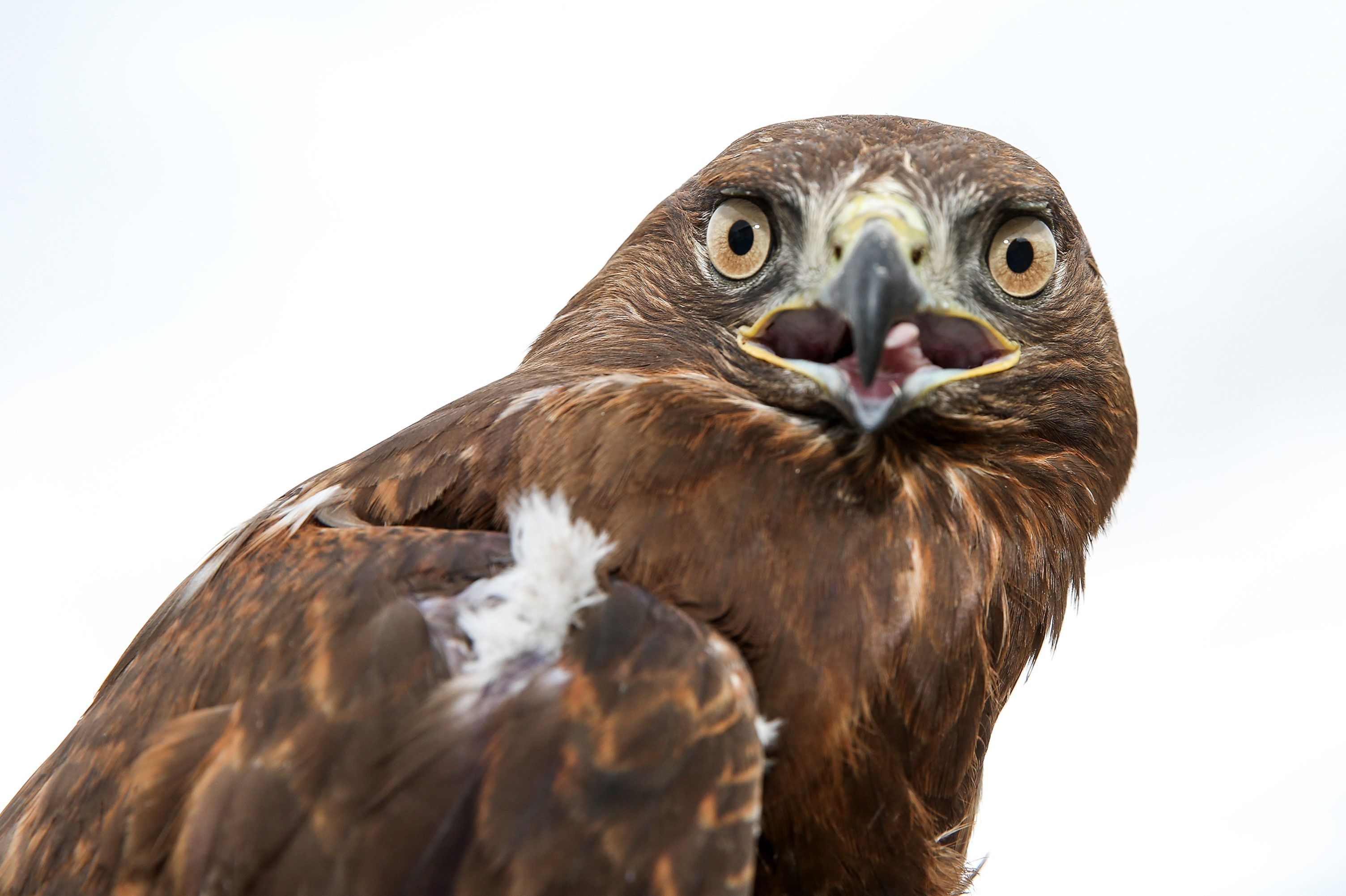This New York Hawk Love Triangle Proves Love Is Dead