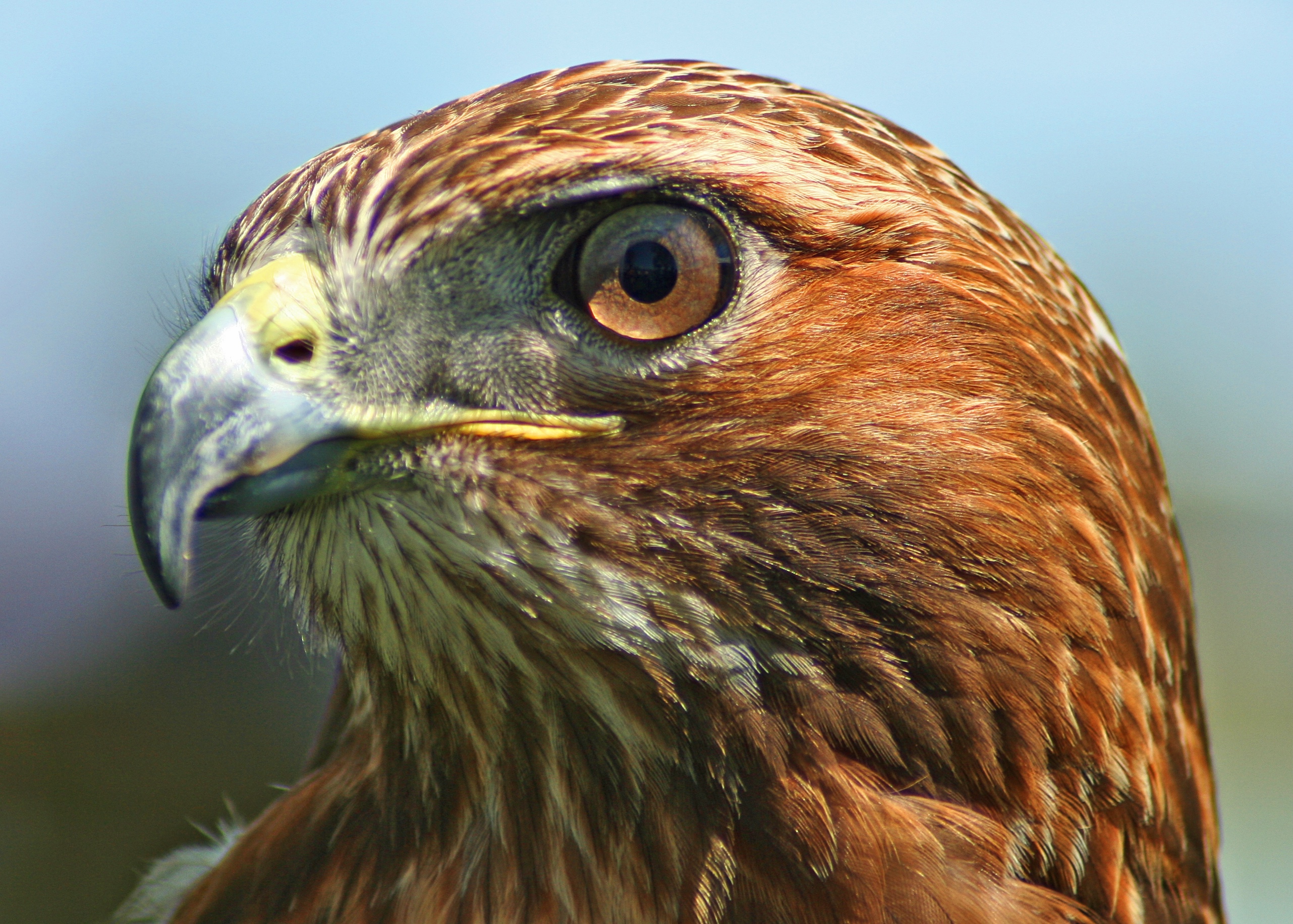 File:Northern-Red-Tailed-Hawk.jpg - Wikimedia Commons
