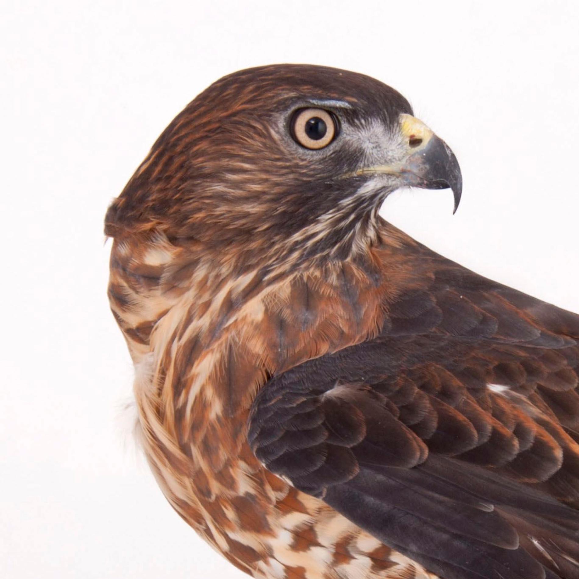 Broad-Winged Hawk | National Geographic