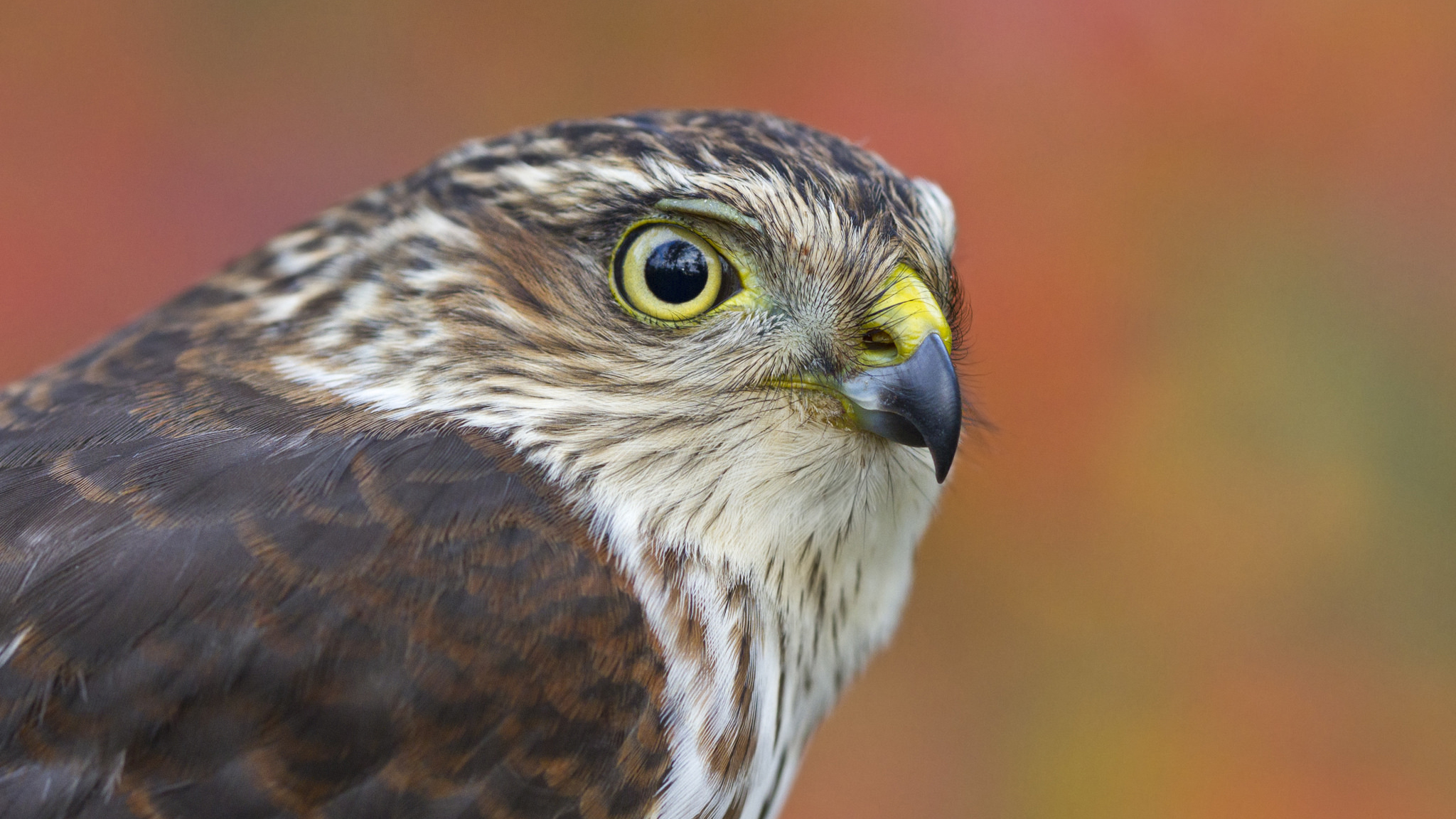 You Could See Thousands of Hawks in One Day – Cool Green Science