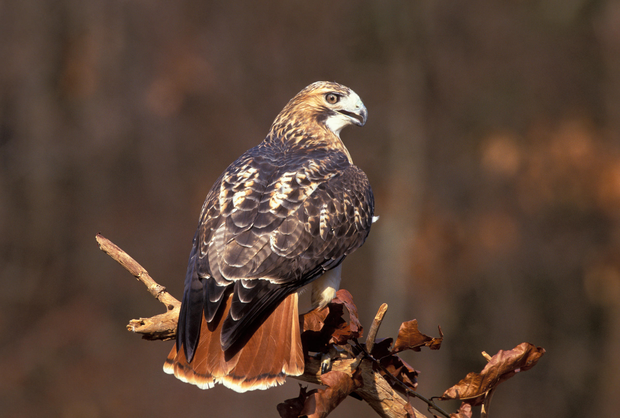 Red-tailed Hawk | Audubon Field Guide