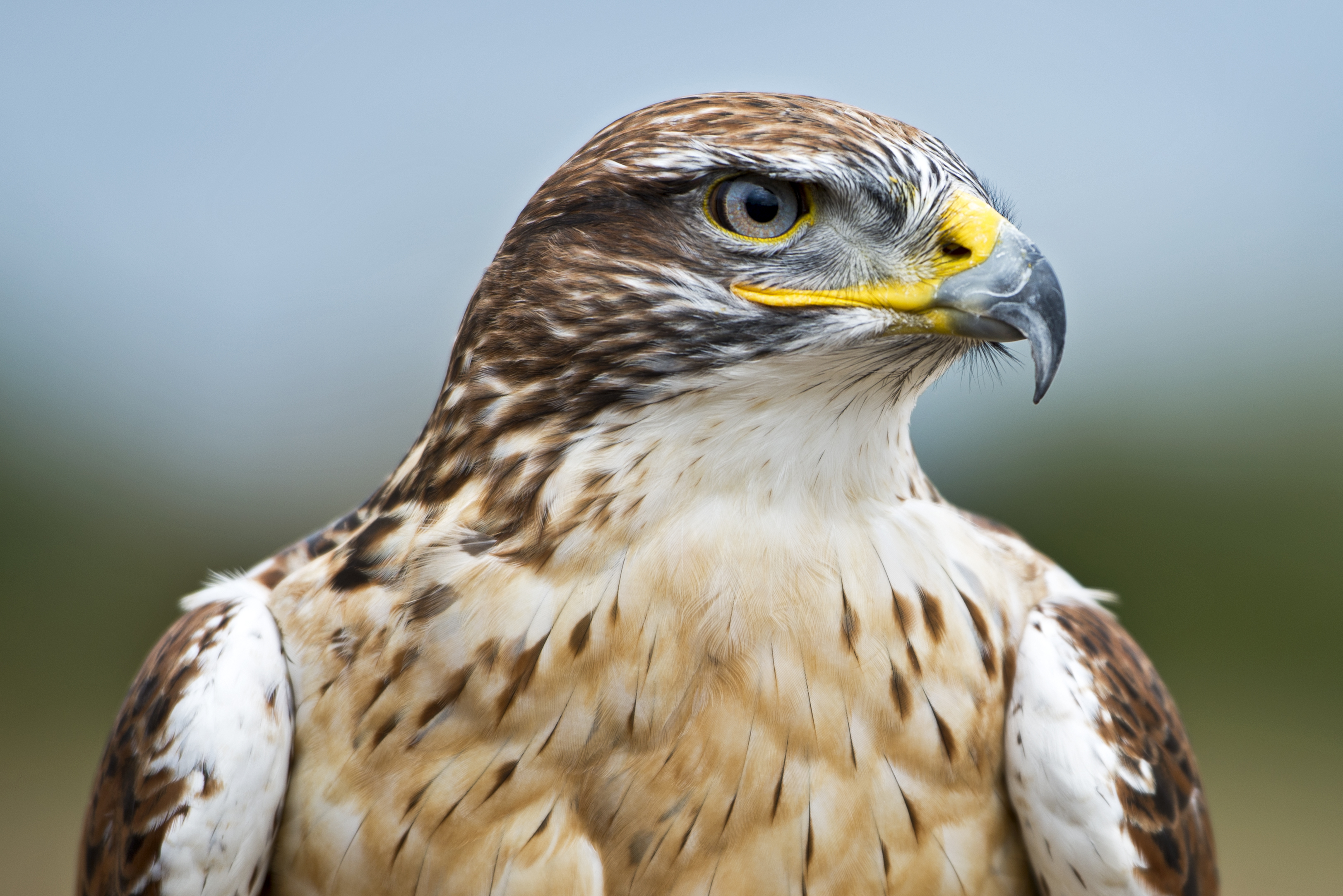 Top 94 Hawk - HD Animal Spot
