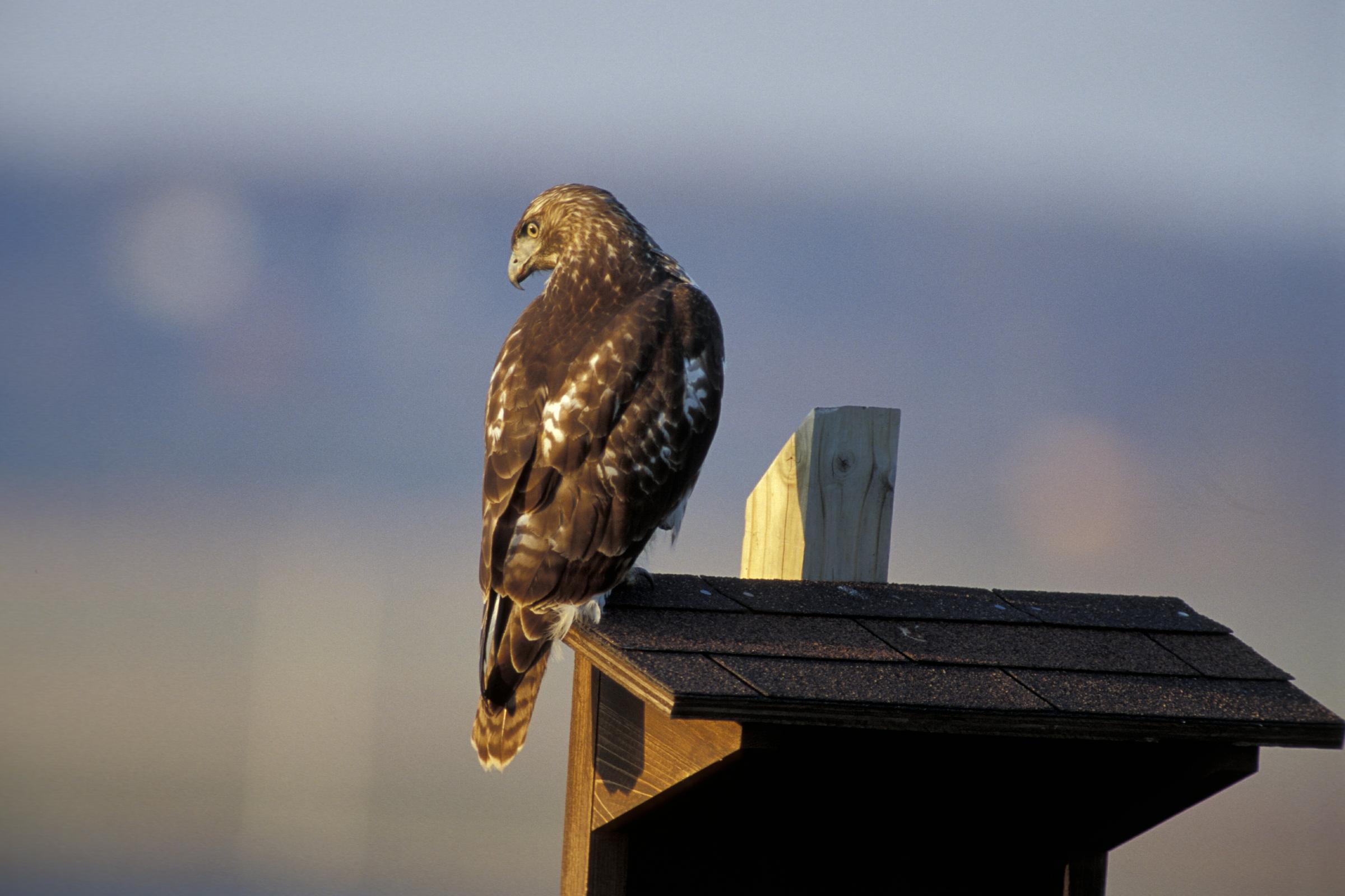 Watch for Red-Tailed Hawks | KRCU