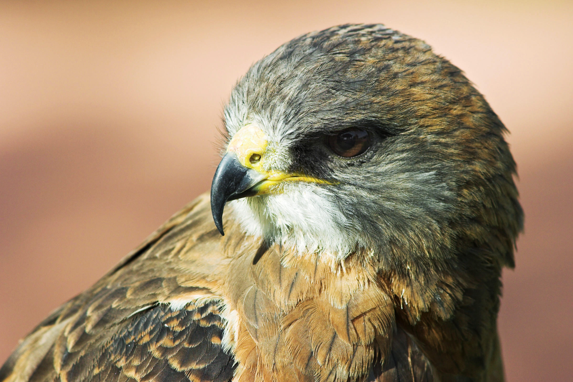Swainson's Hawk | Audubon Field Guide