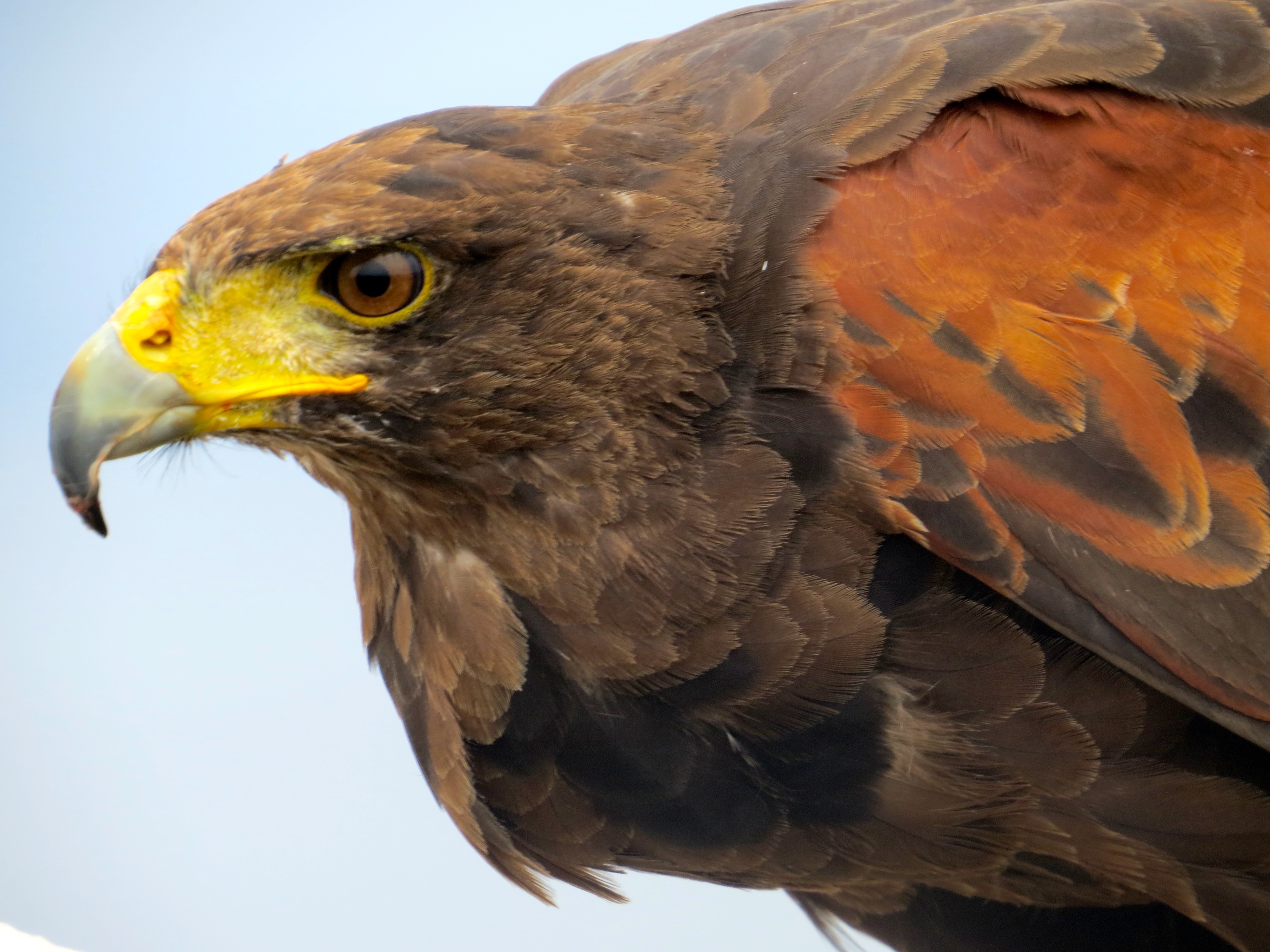 Beaks and Feet – Harris's Hawk – ginnybirdbeakspeak