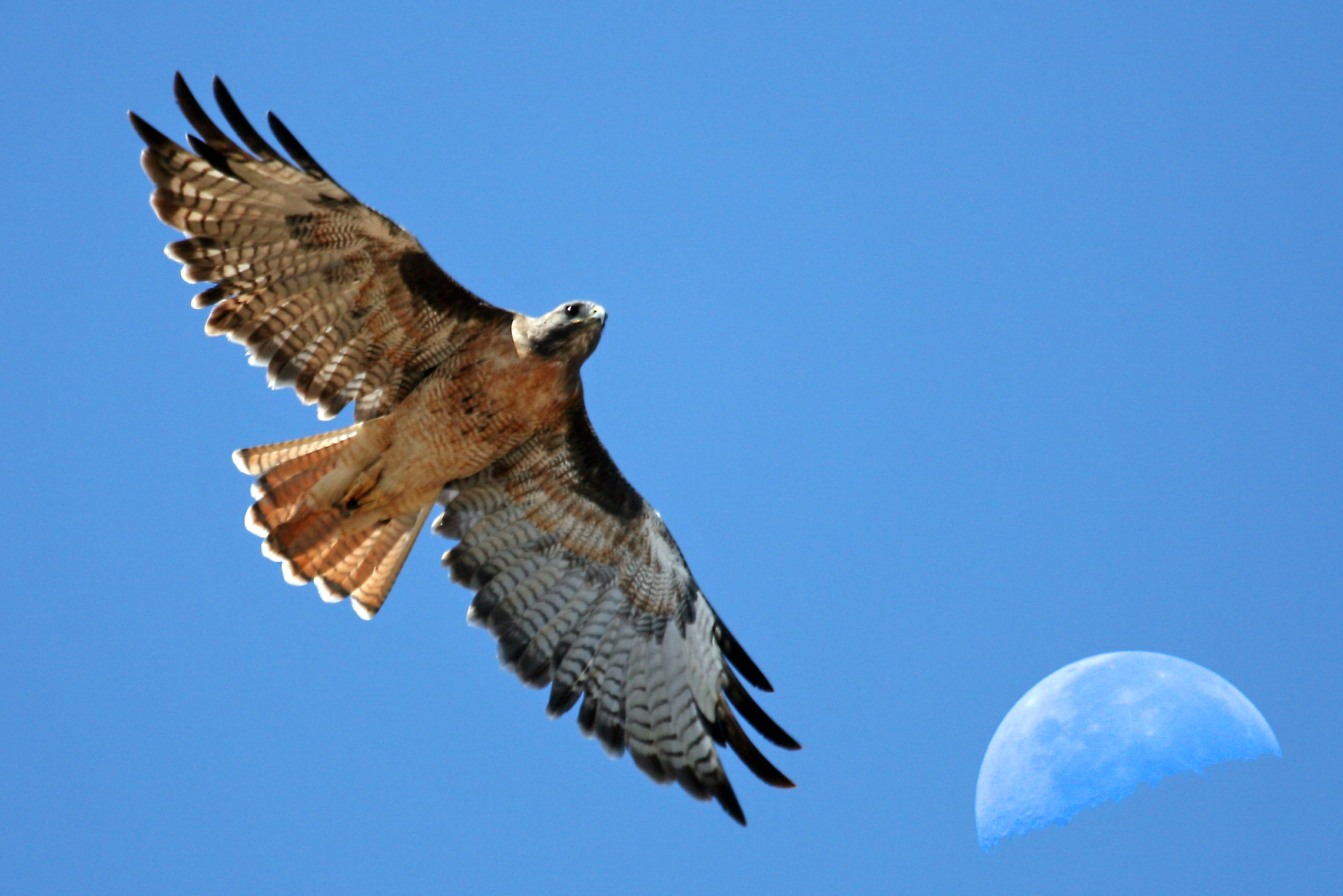 File:Red-tailed Hawk with moon over Estero Bay CA - composition red ...