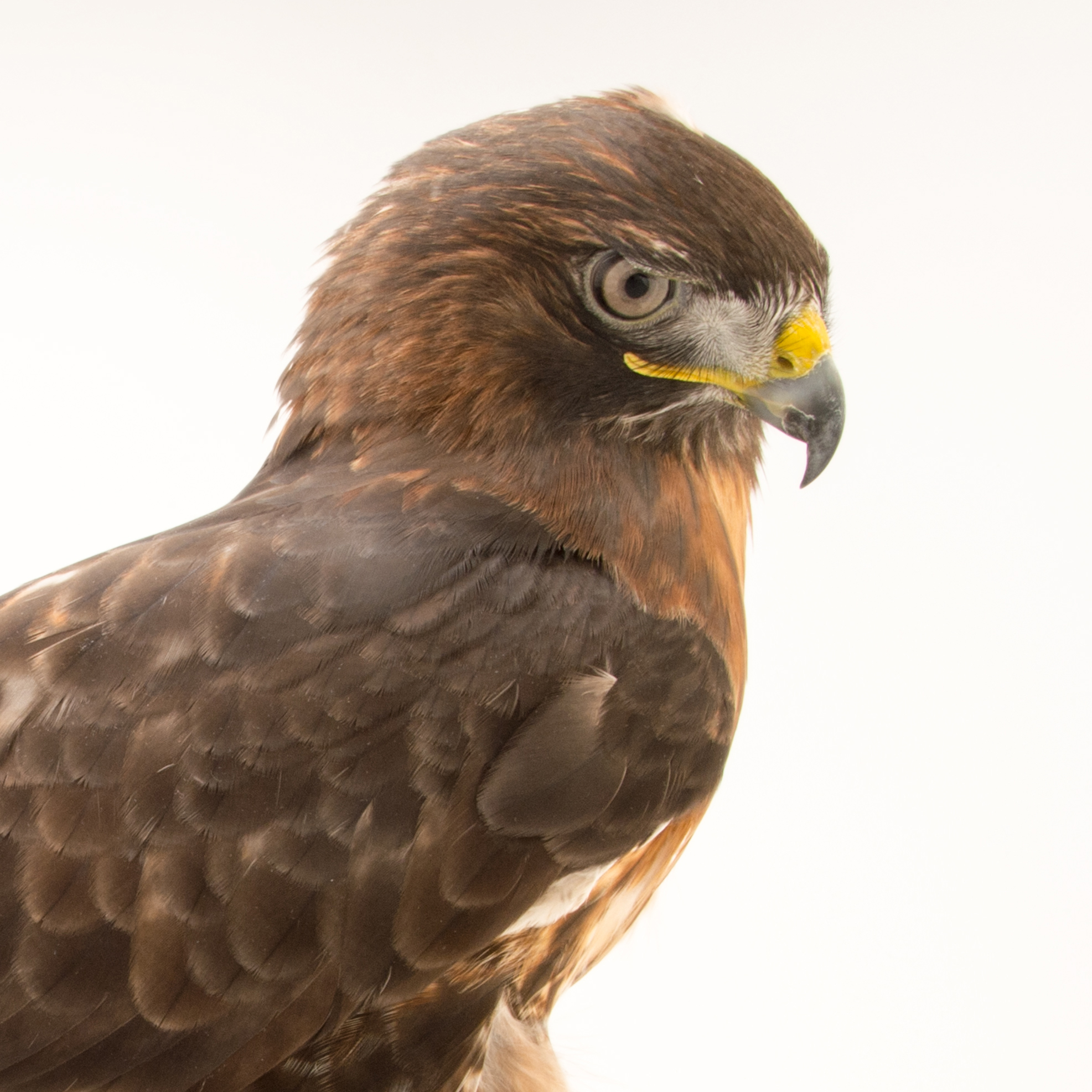 Red-Tailed Hawk | National Geographic
