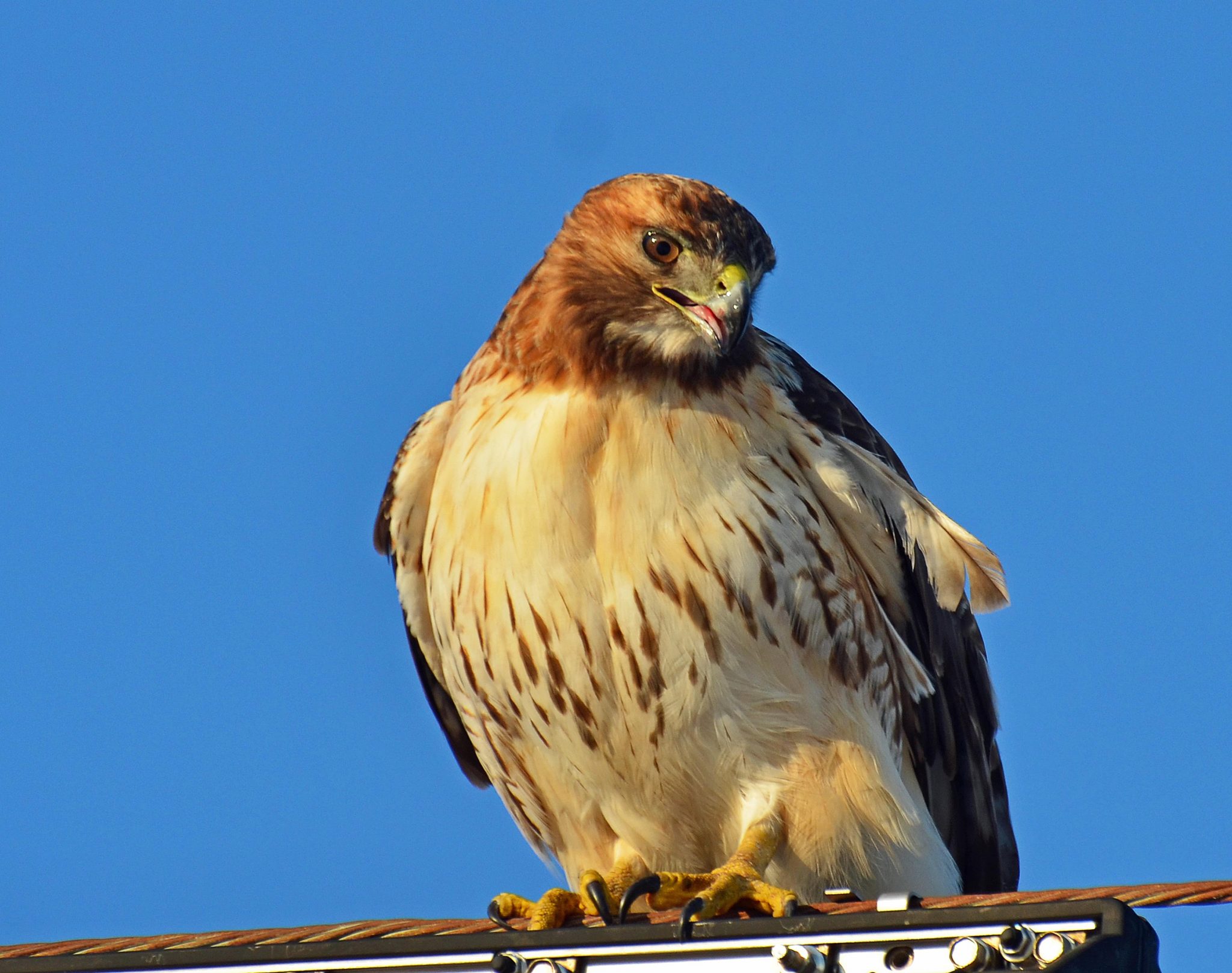 Hawk Sounds and Their Meanings With Real Sounds