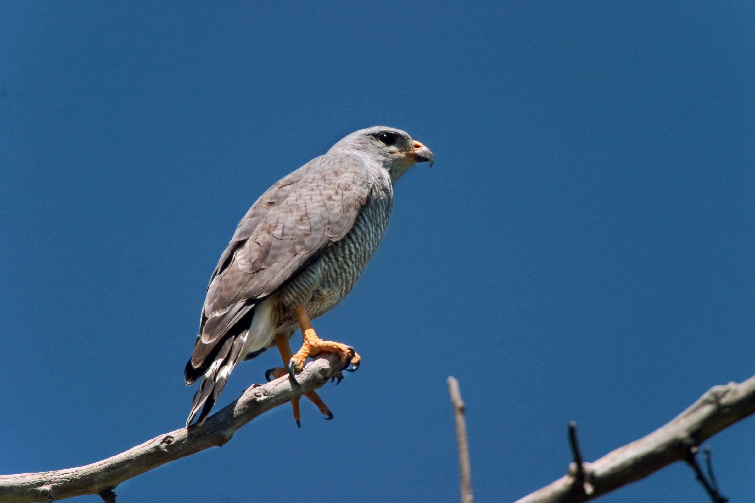Gray Hawk | Audubon Field Guide