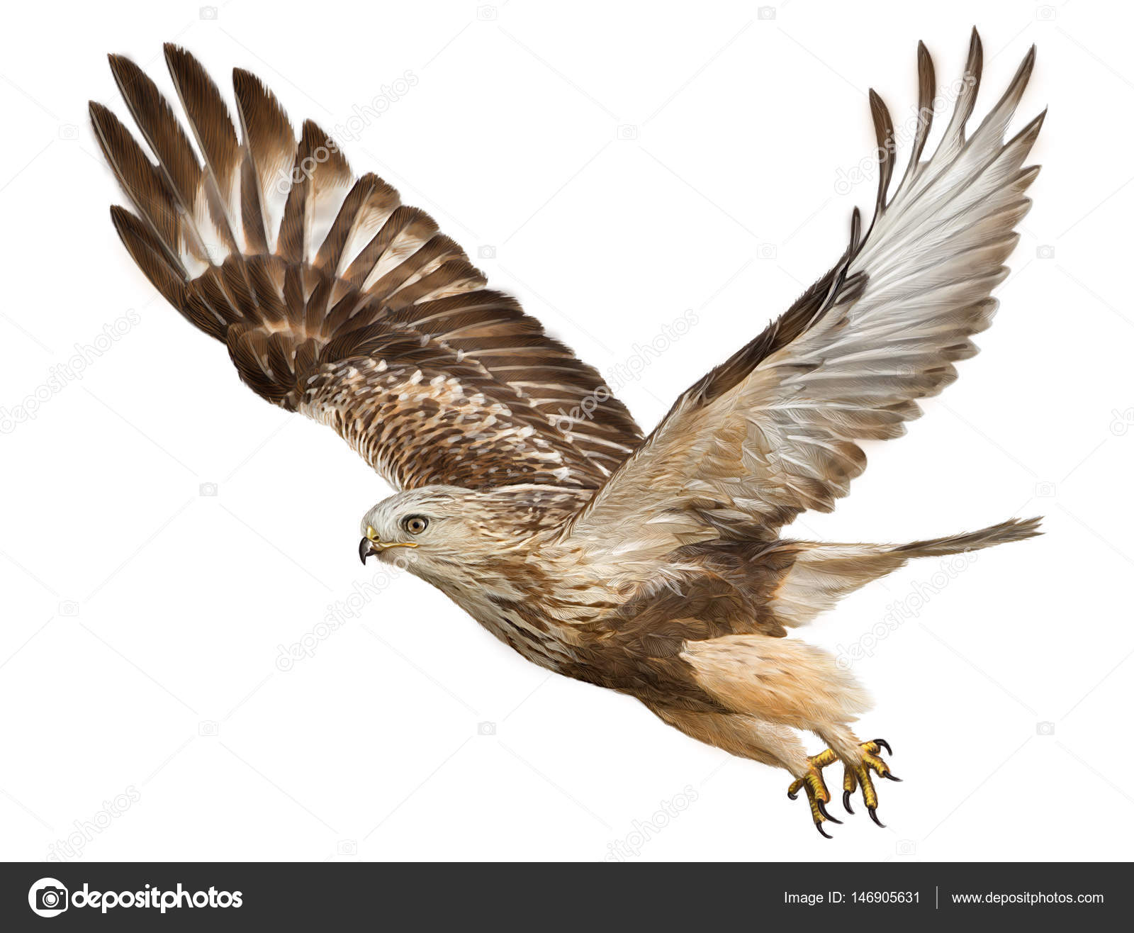 Hawk flying hand draw and paint on white background. — Stock Photo ...