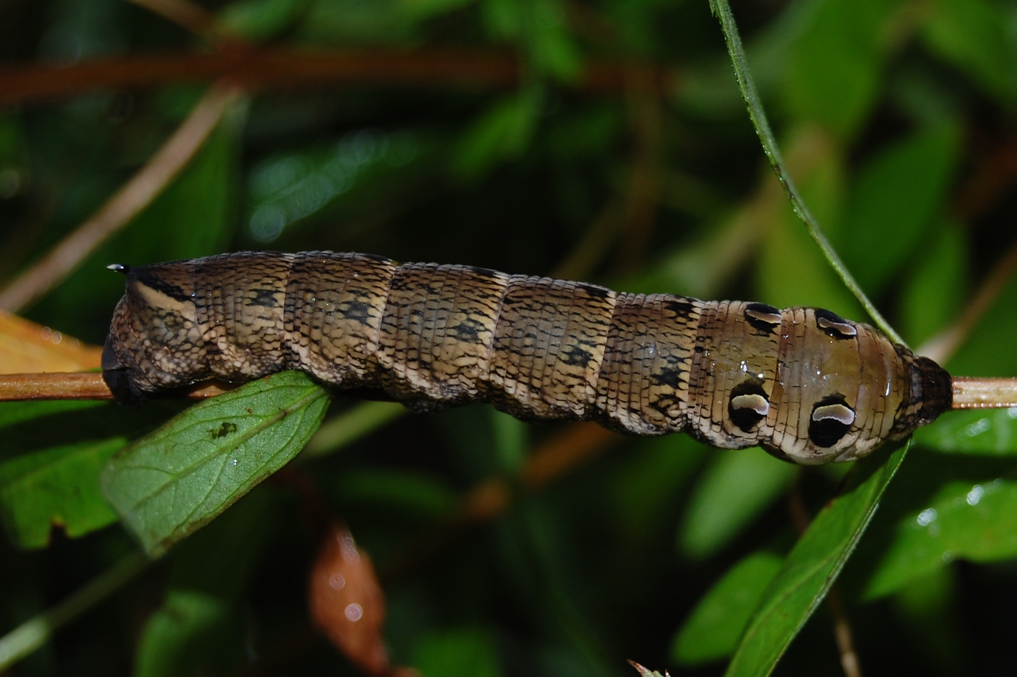 Elephant hawk moth caterpillar – Tilgate Nature Centre