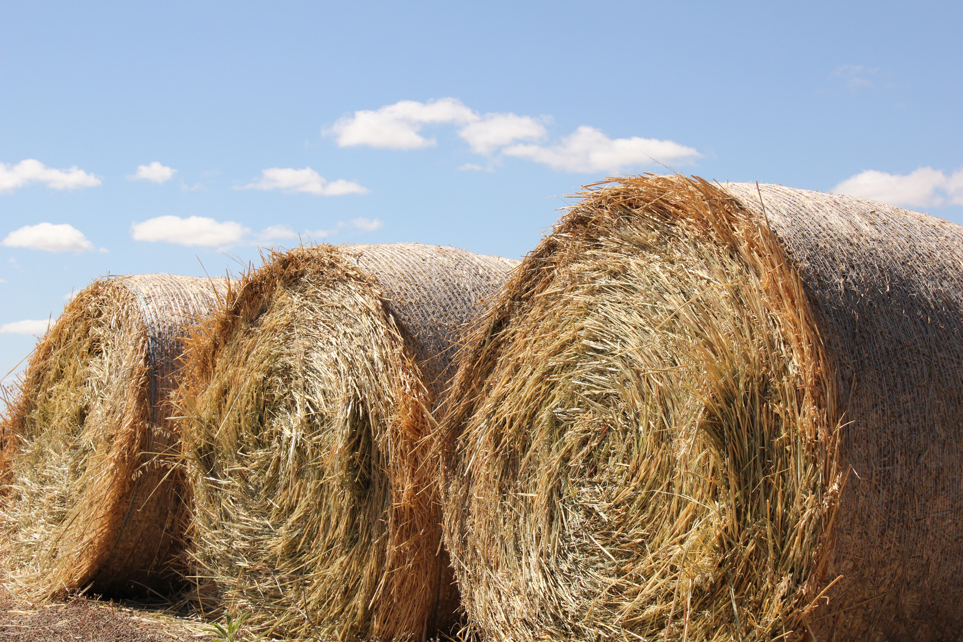 Oats: hay production | Agriculture and Food