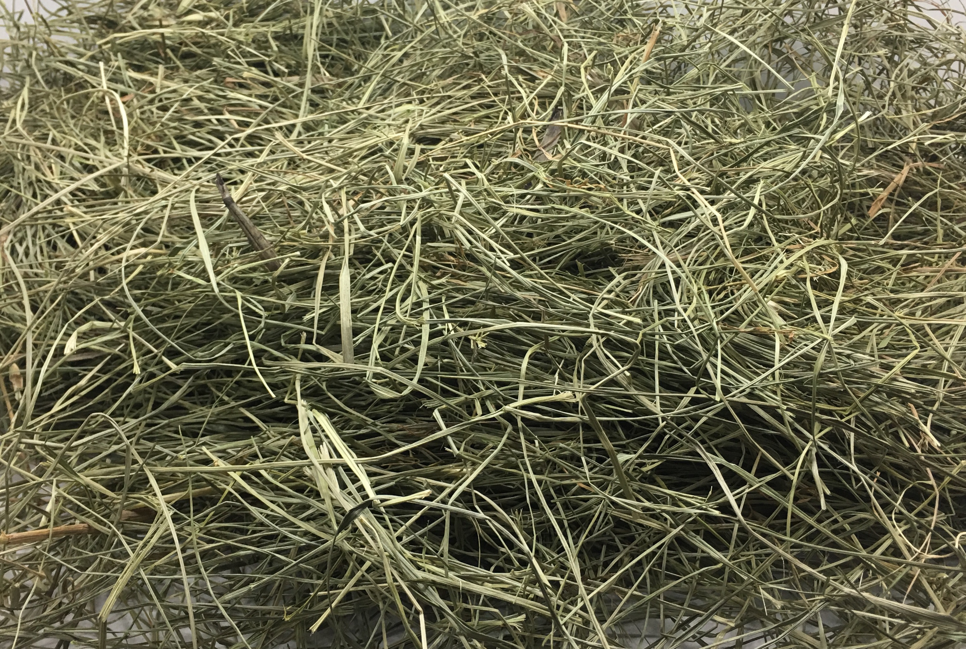 Dried Fescue Hay | Newhay