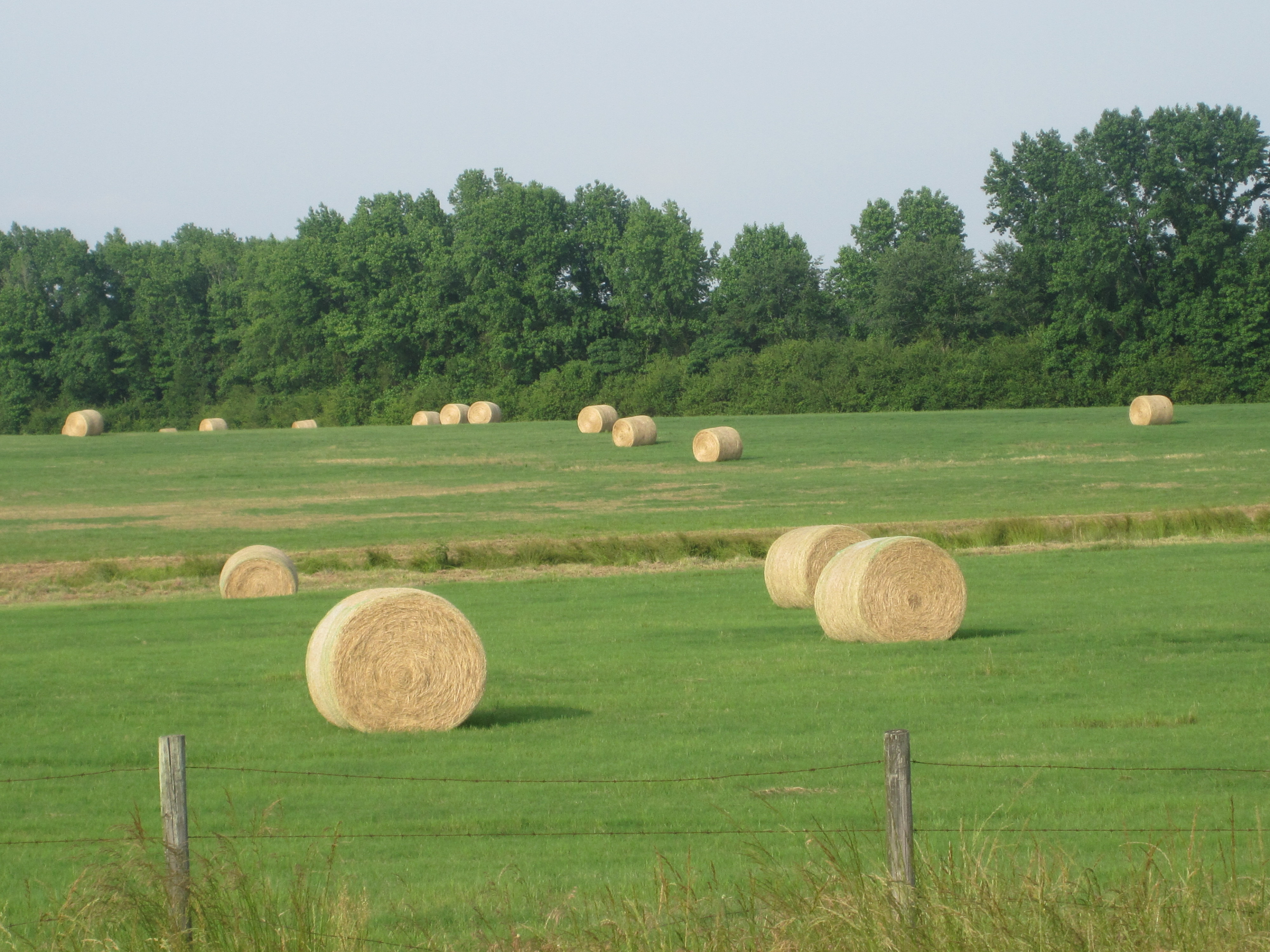 File:Hay field north of Athens, LA IMG 3638.JPG - Wikimedia Commons