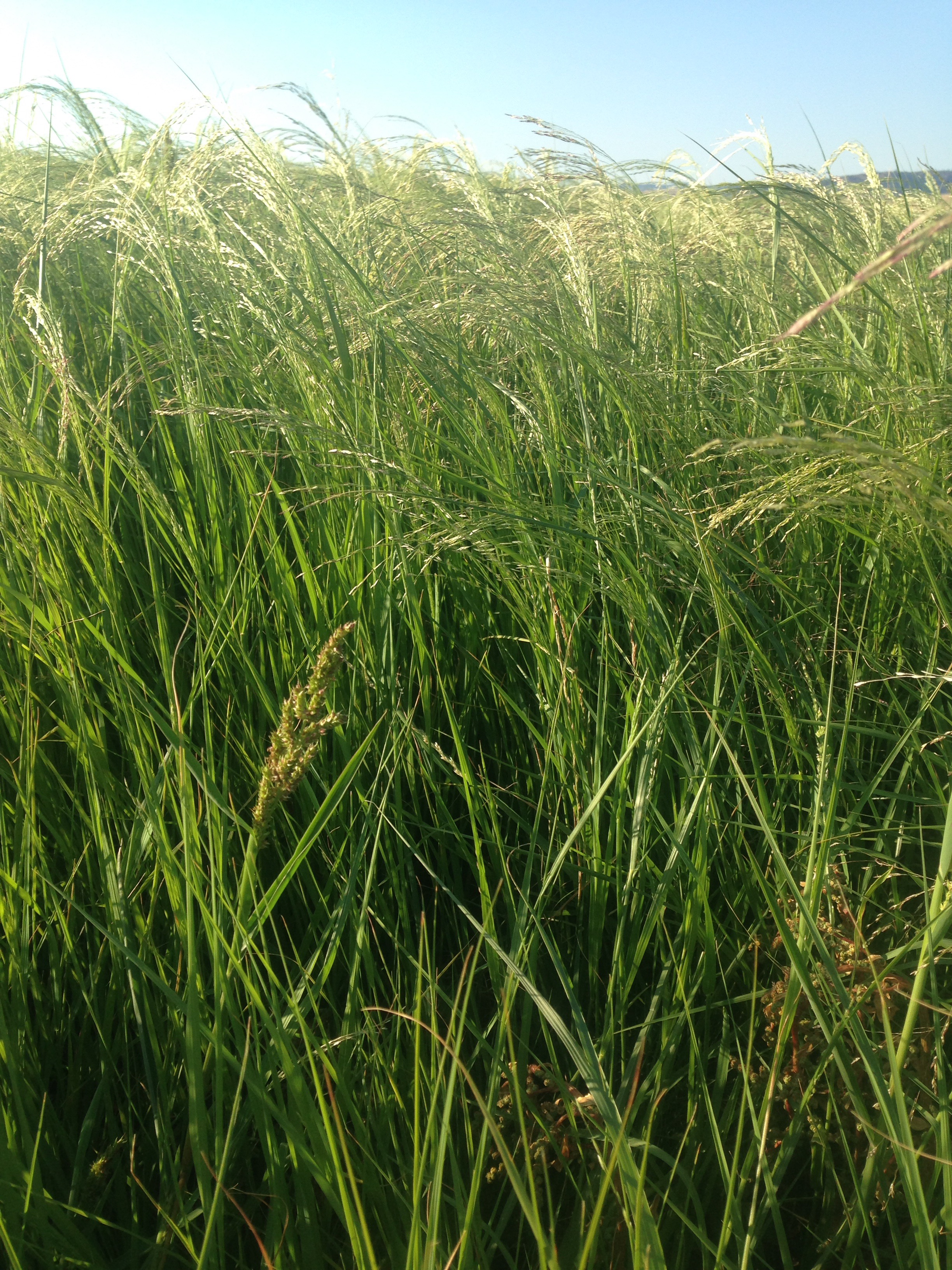 EQUIS TEFF NATURAL: The Only Grass Hay Based, Low Carb & Low Calorie ...