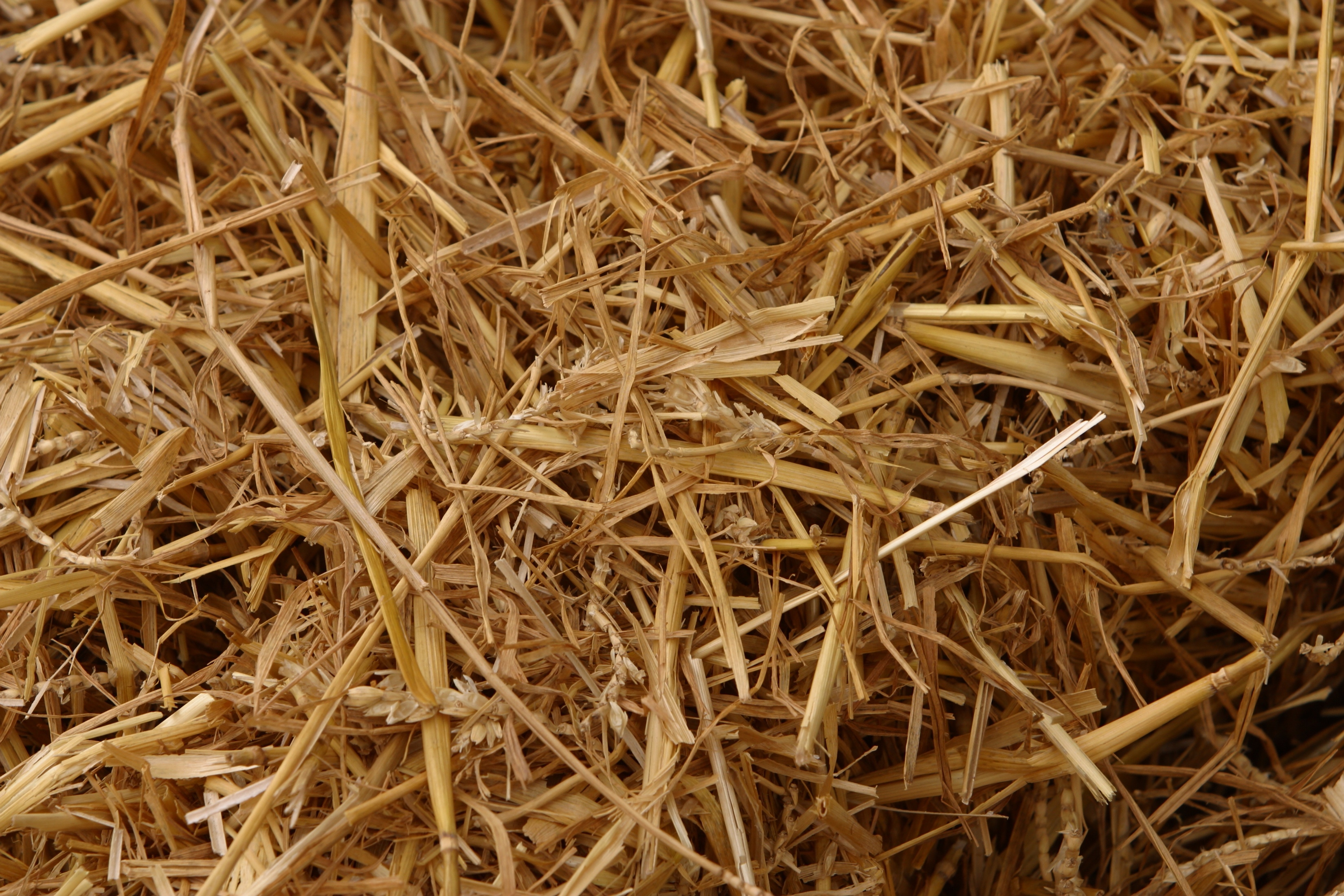 Why Put Straw on Grass Seed | Home Guides | SF Gate
