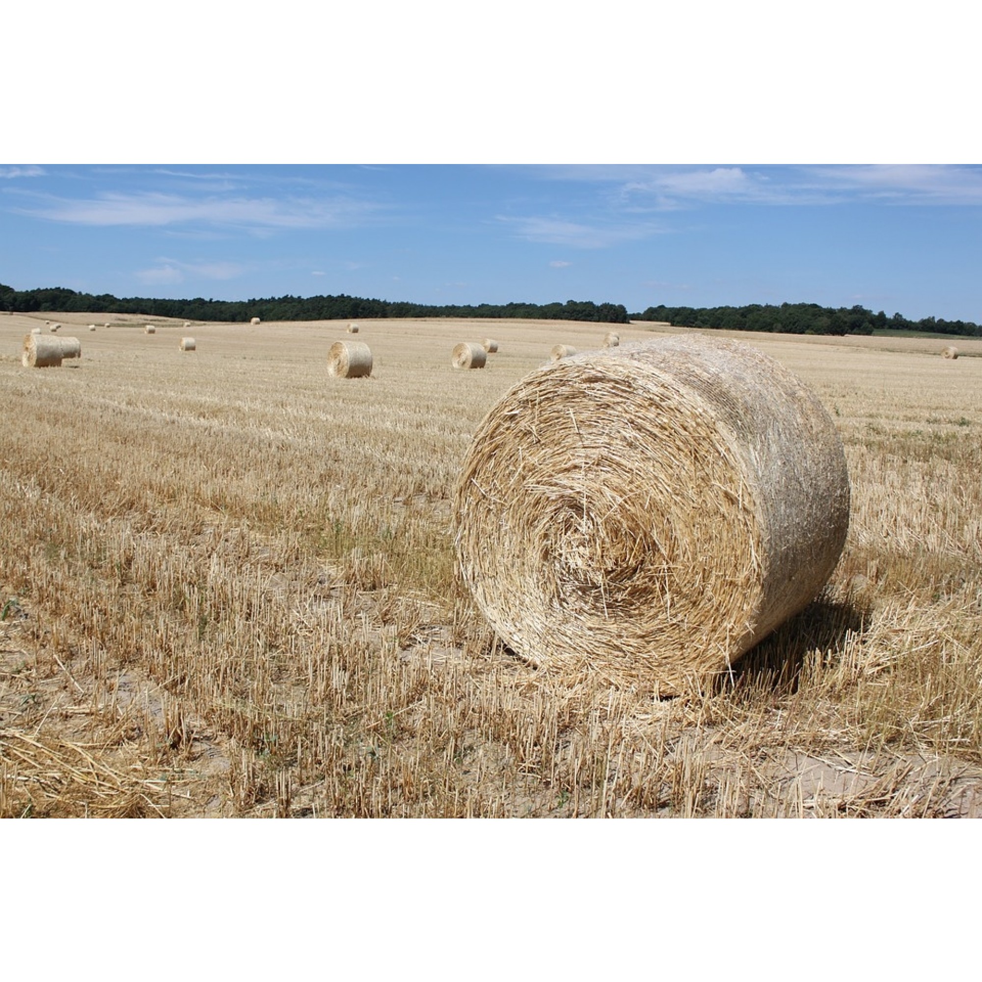 Wheaten Hay Roll