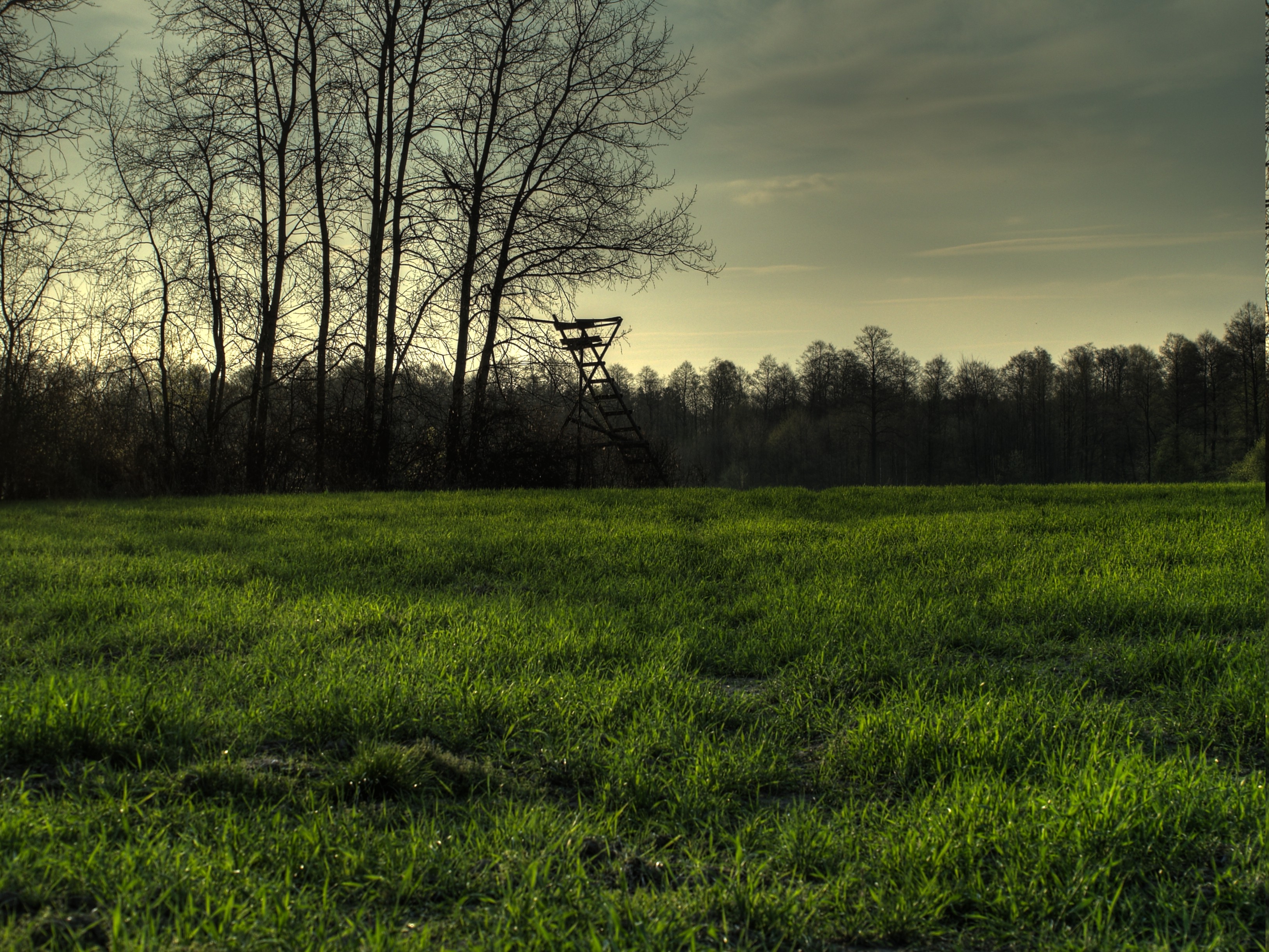 forest, HDR, Grass, Nature Wallpapers HD / Desktop and Mobile ...